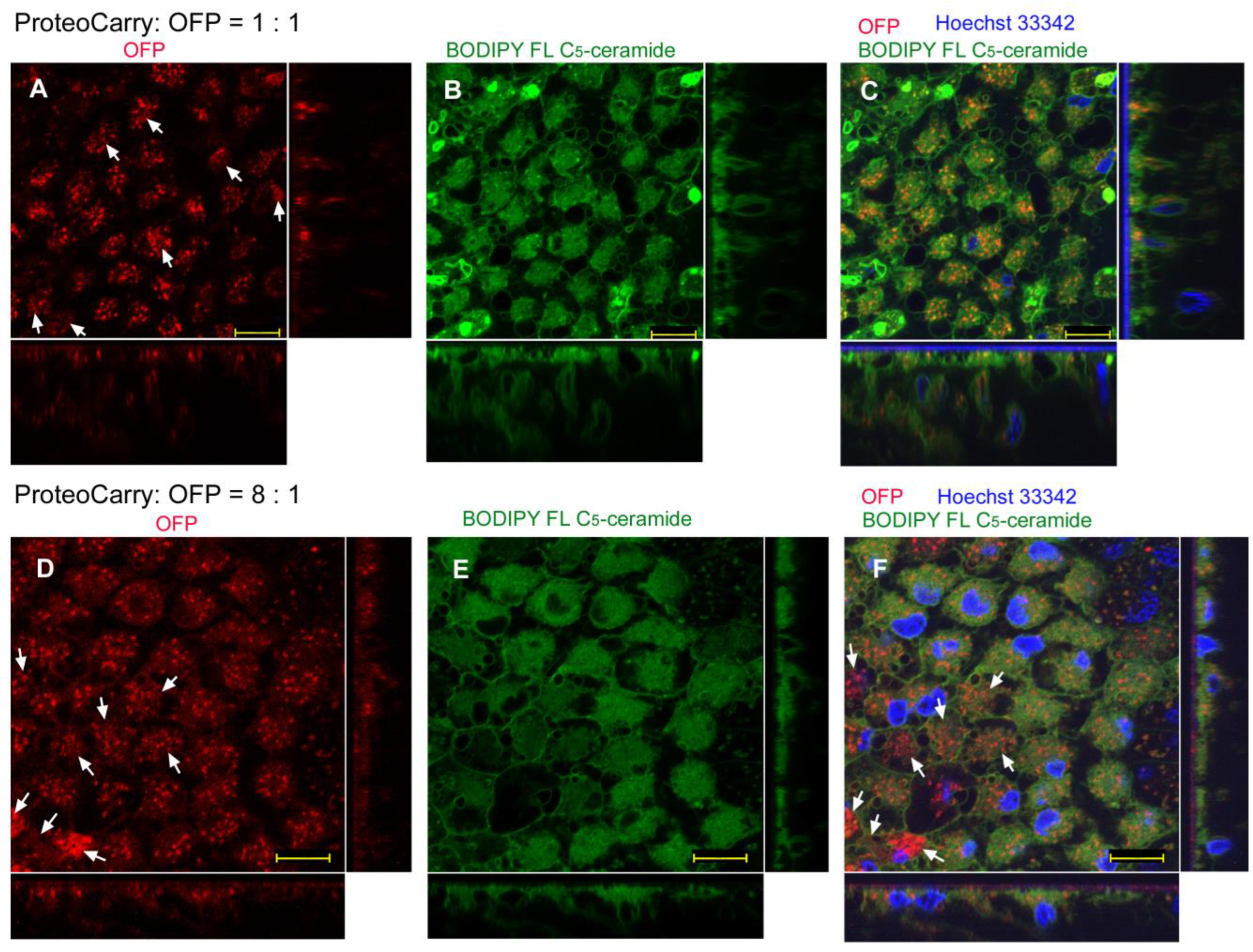 Biotech 12 00028 g009