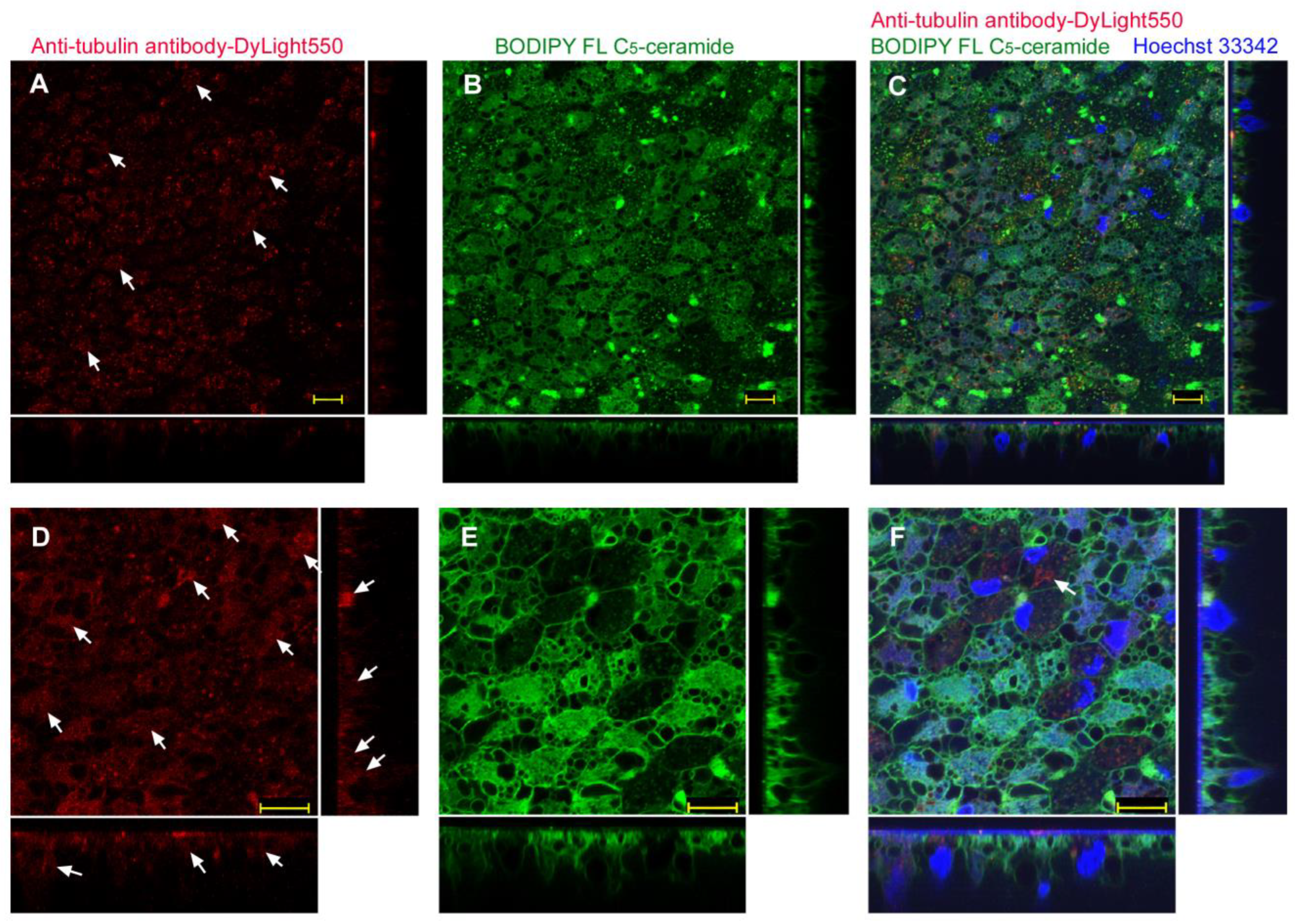 Biotech 12 00028 g012