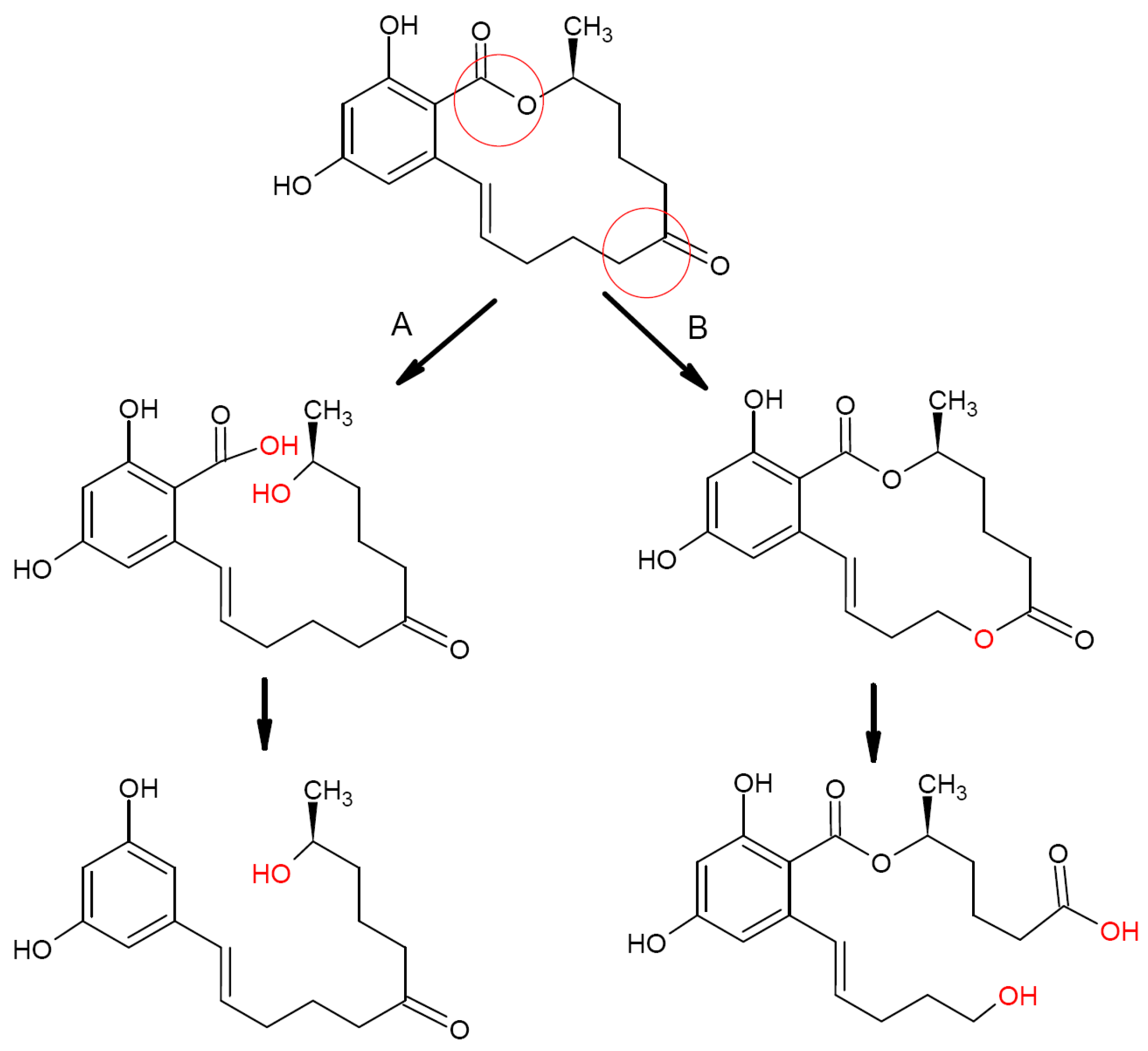 Biotech 12 00032 g003