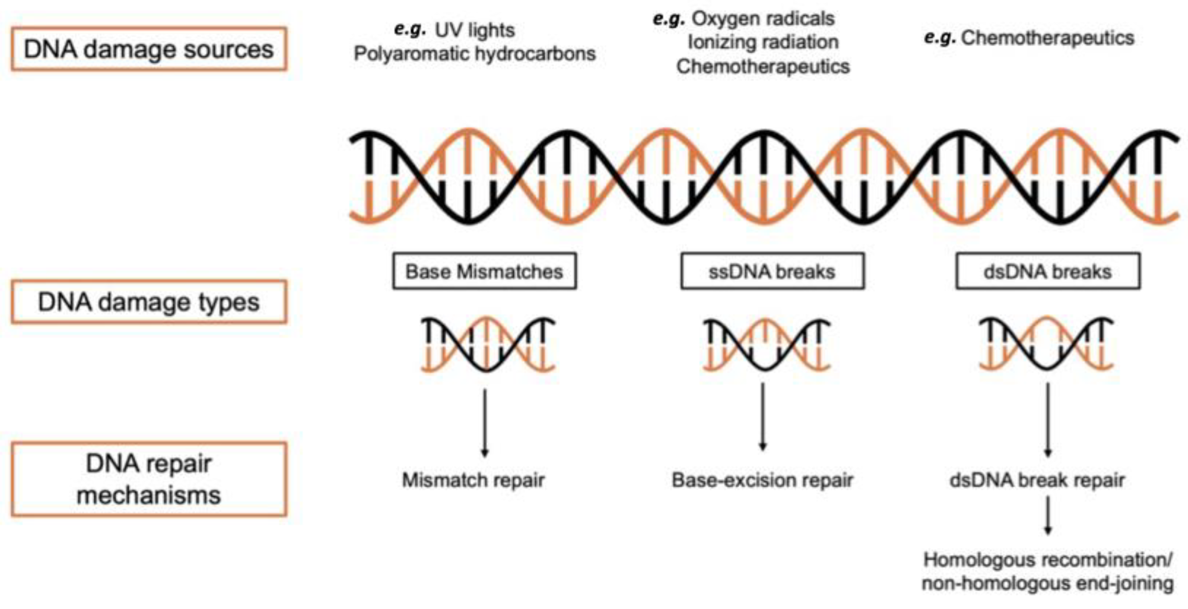 Biotech 13 00003 g002