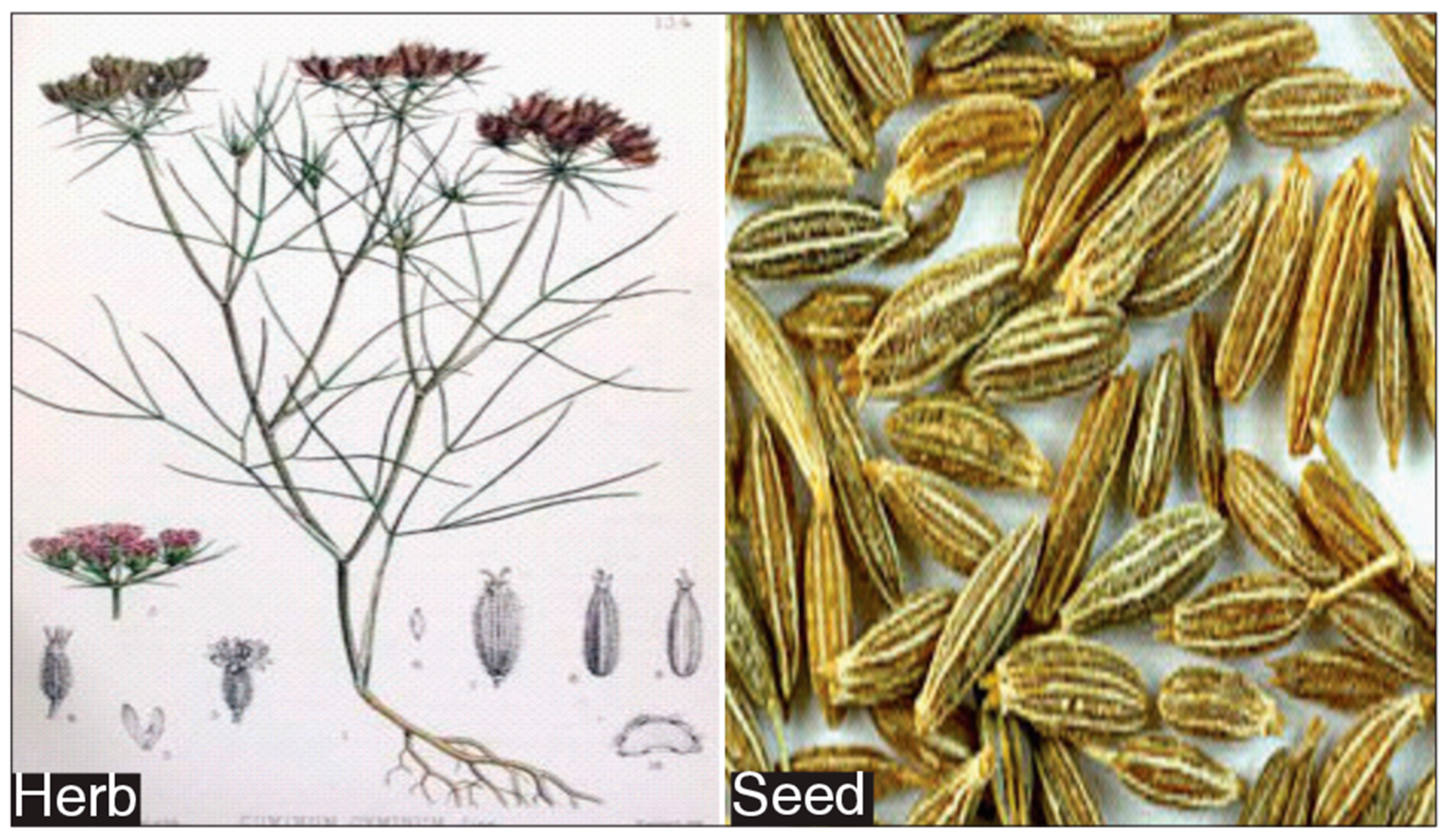 Biotech 13 00007 g001