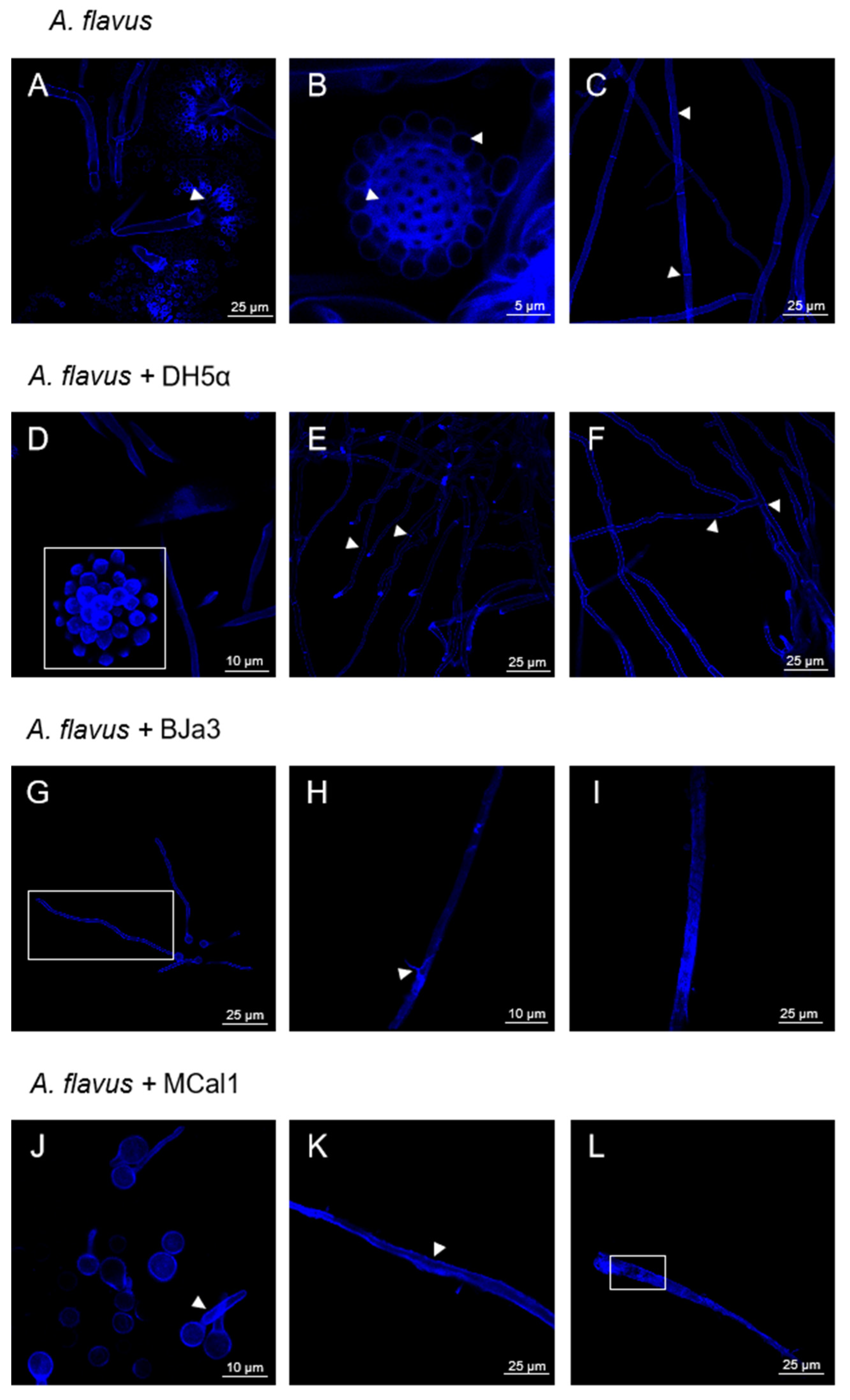 Biotech 13 00008 g004
