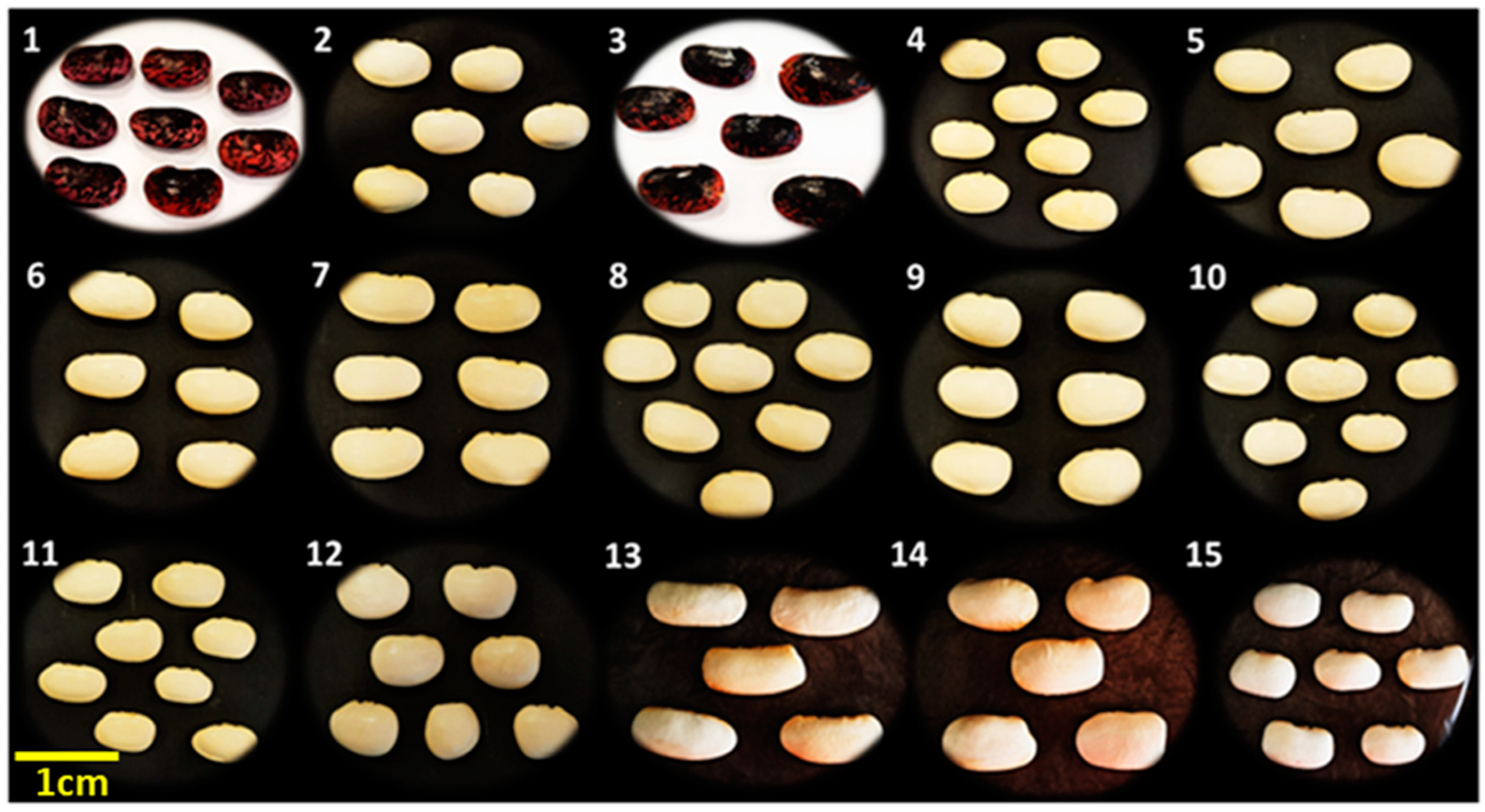 Biotech 13 00018 g001