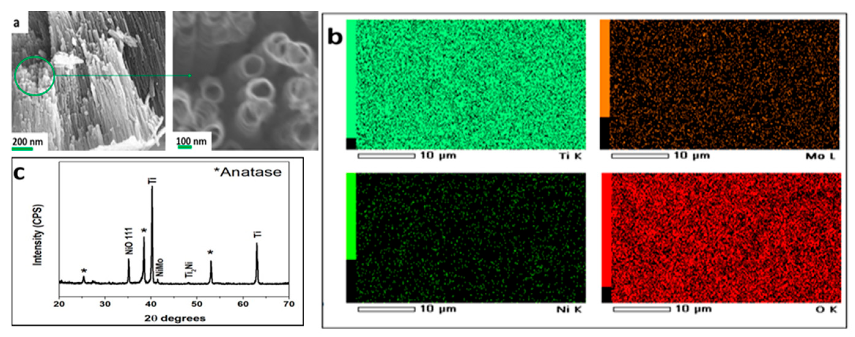 Biotech 13 00024 g001