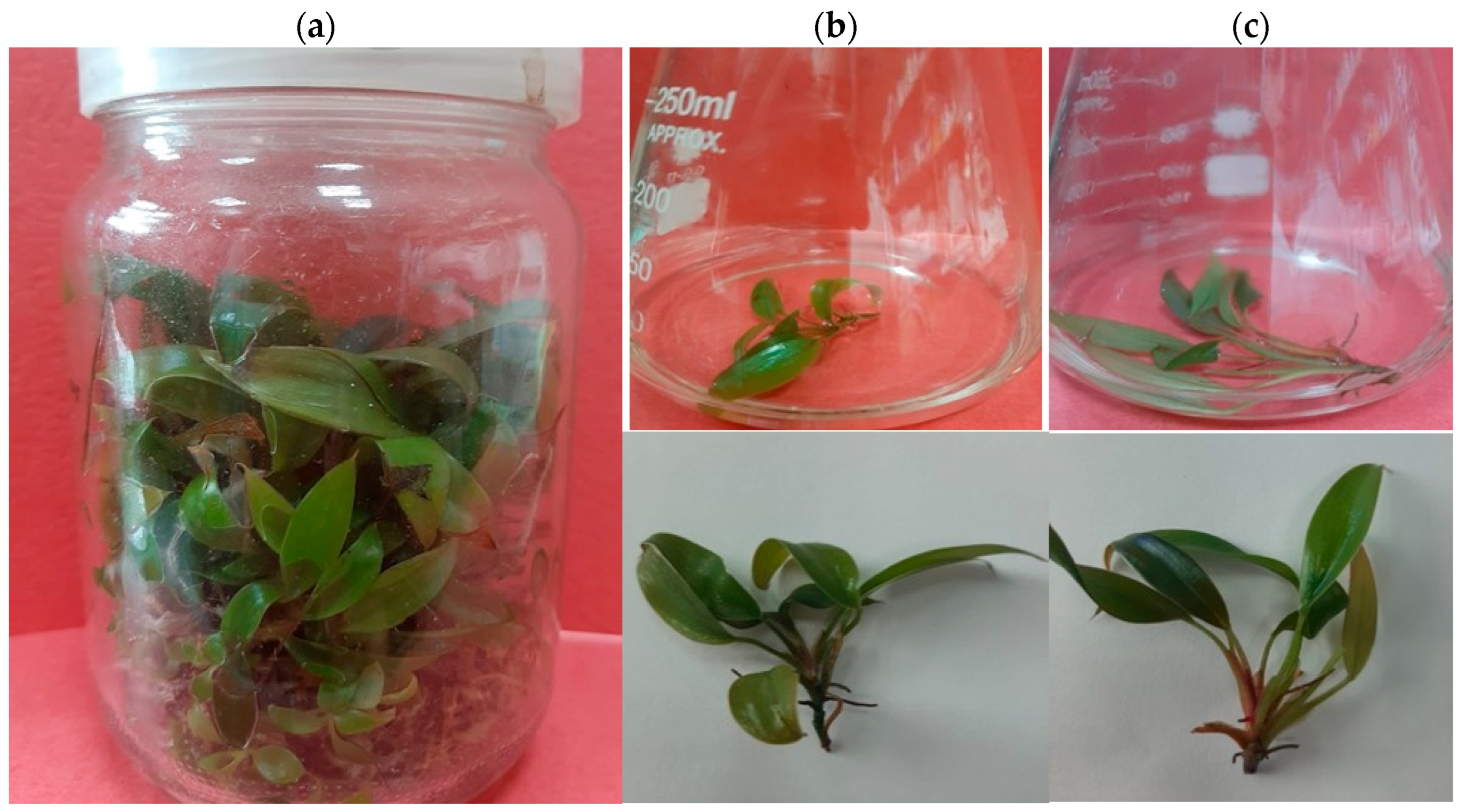 Biotech 13 00024 g002