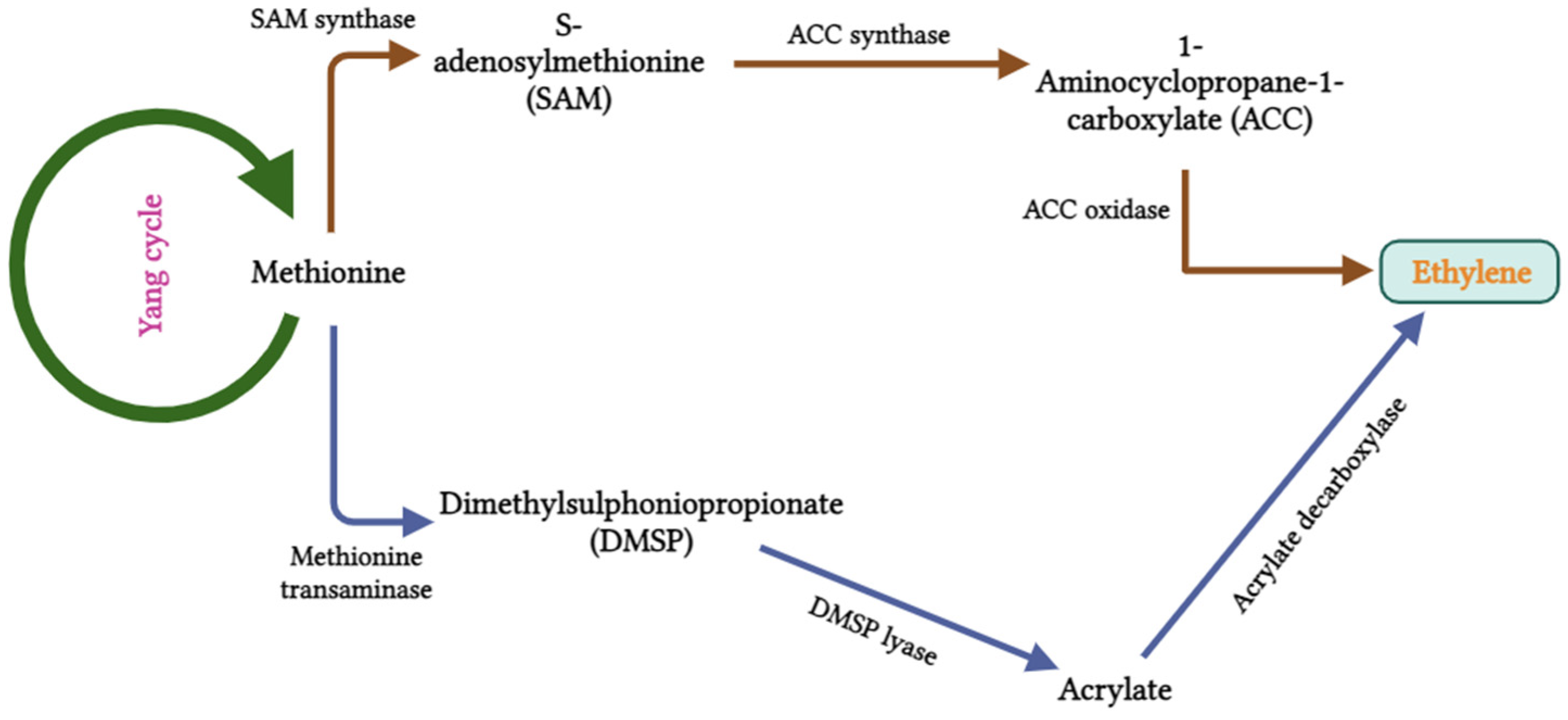 Biotech 13 00027 g005 Biotech 13 00027 g005