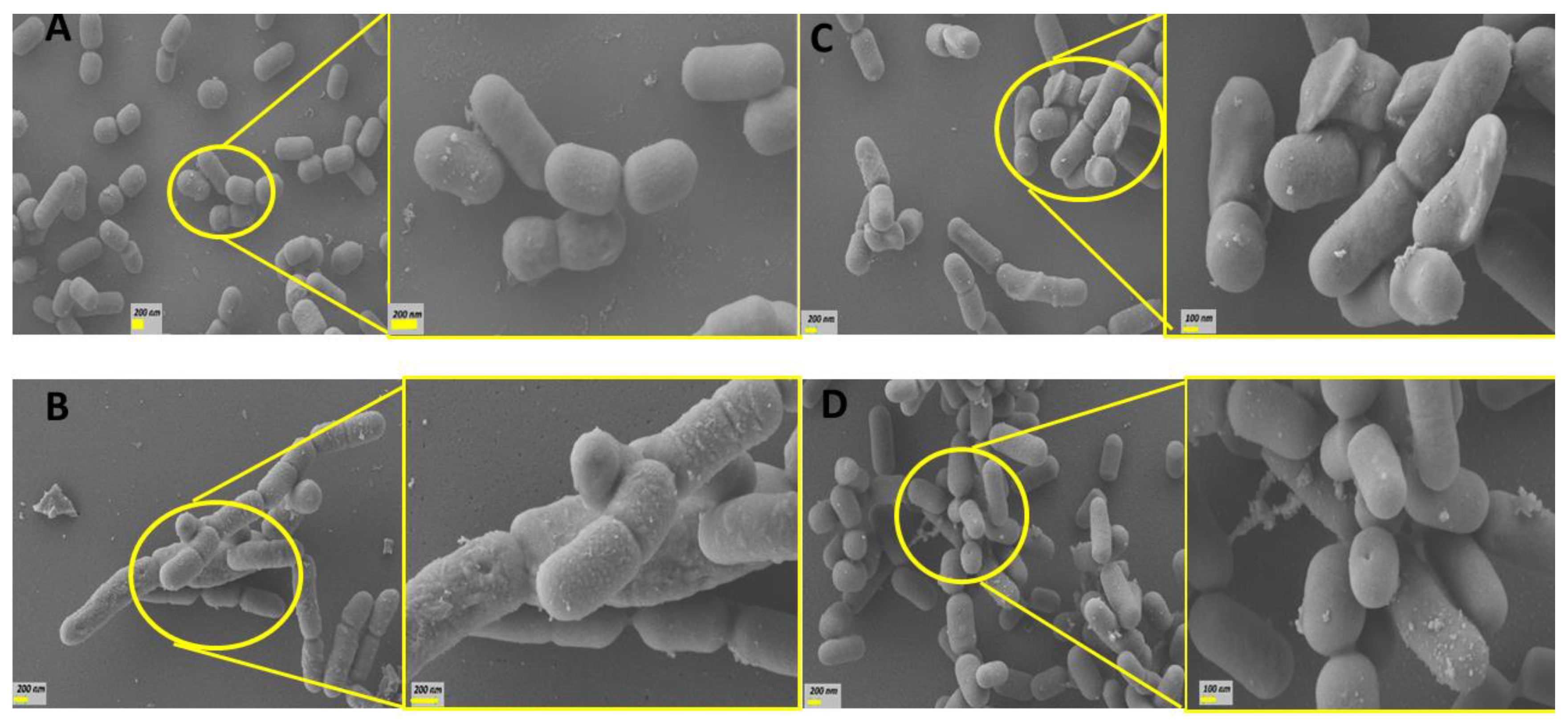 Biotech 13 00029 g004