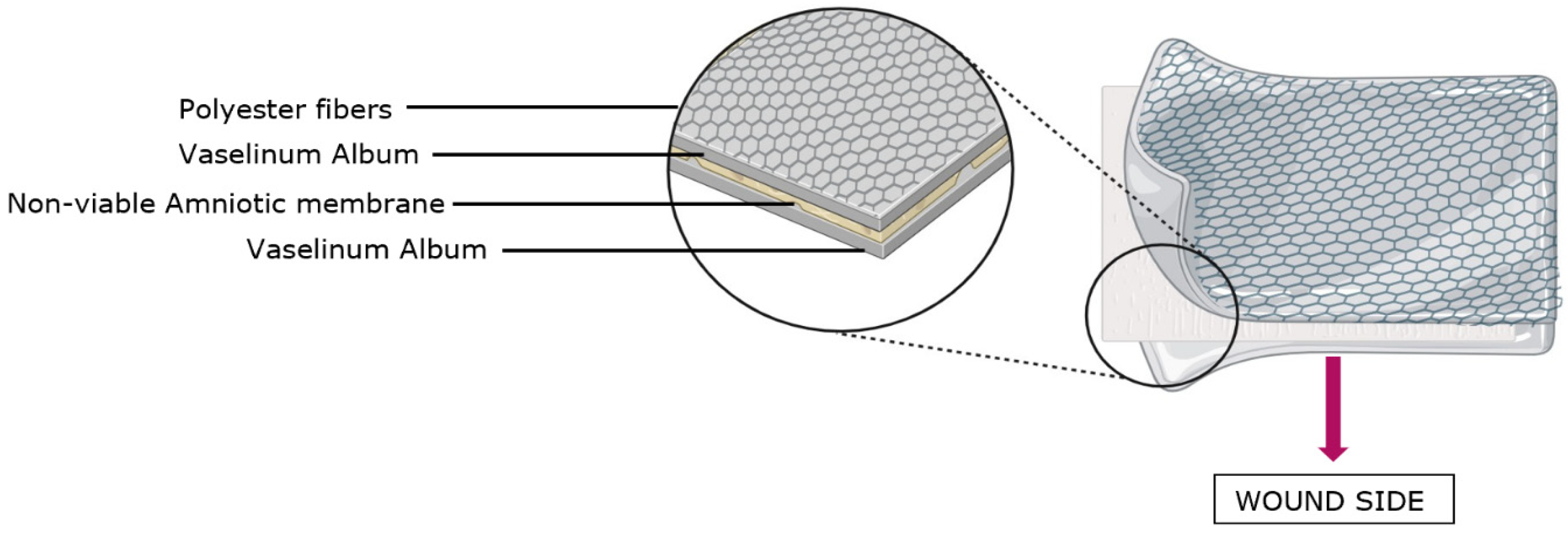 Biotech 13 00036 g002