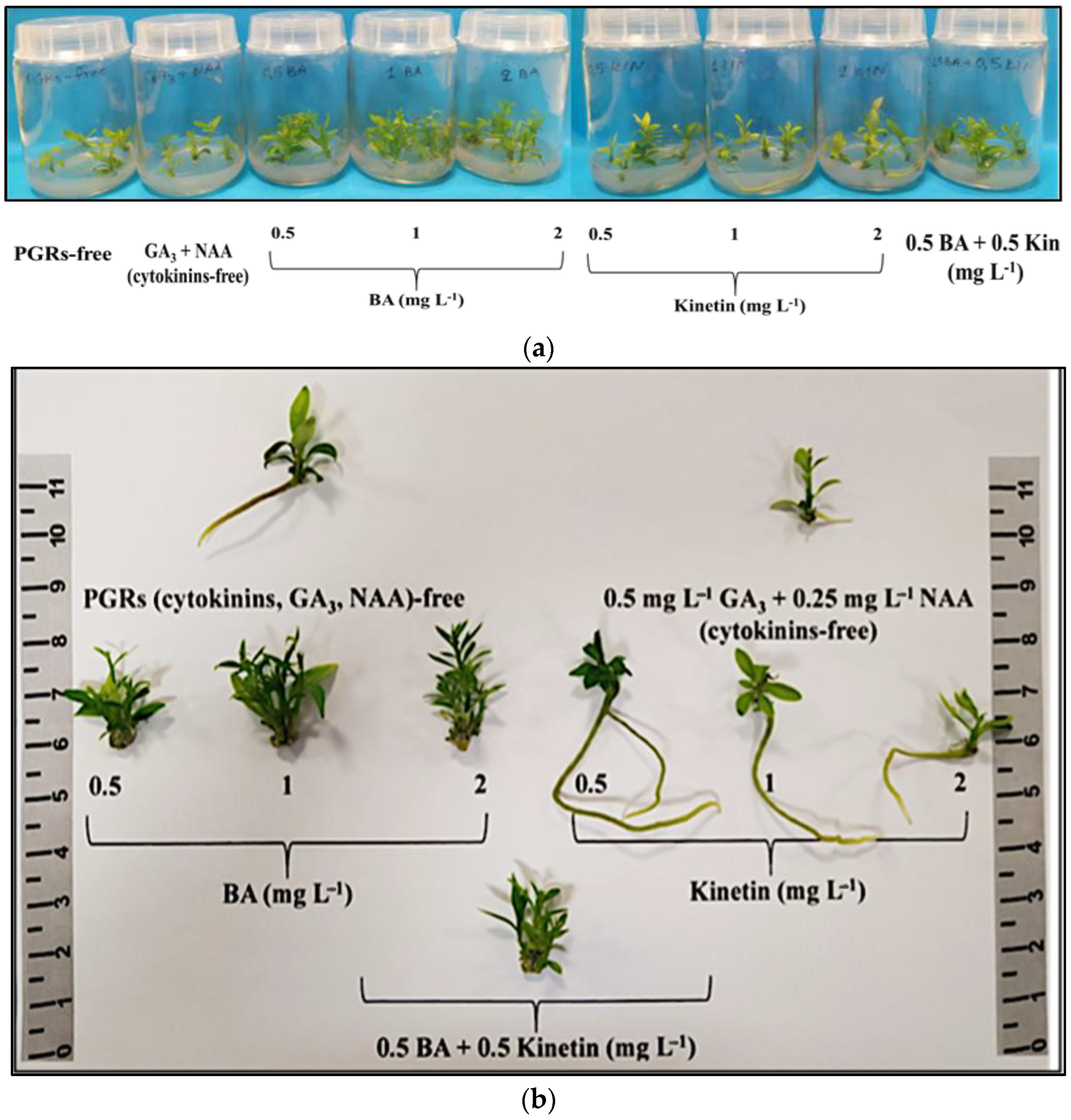 Biotech 13 00037 g001