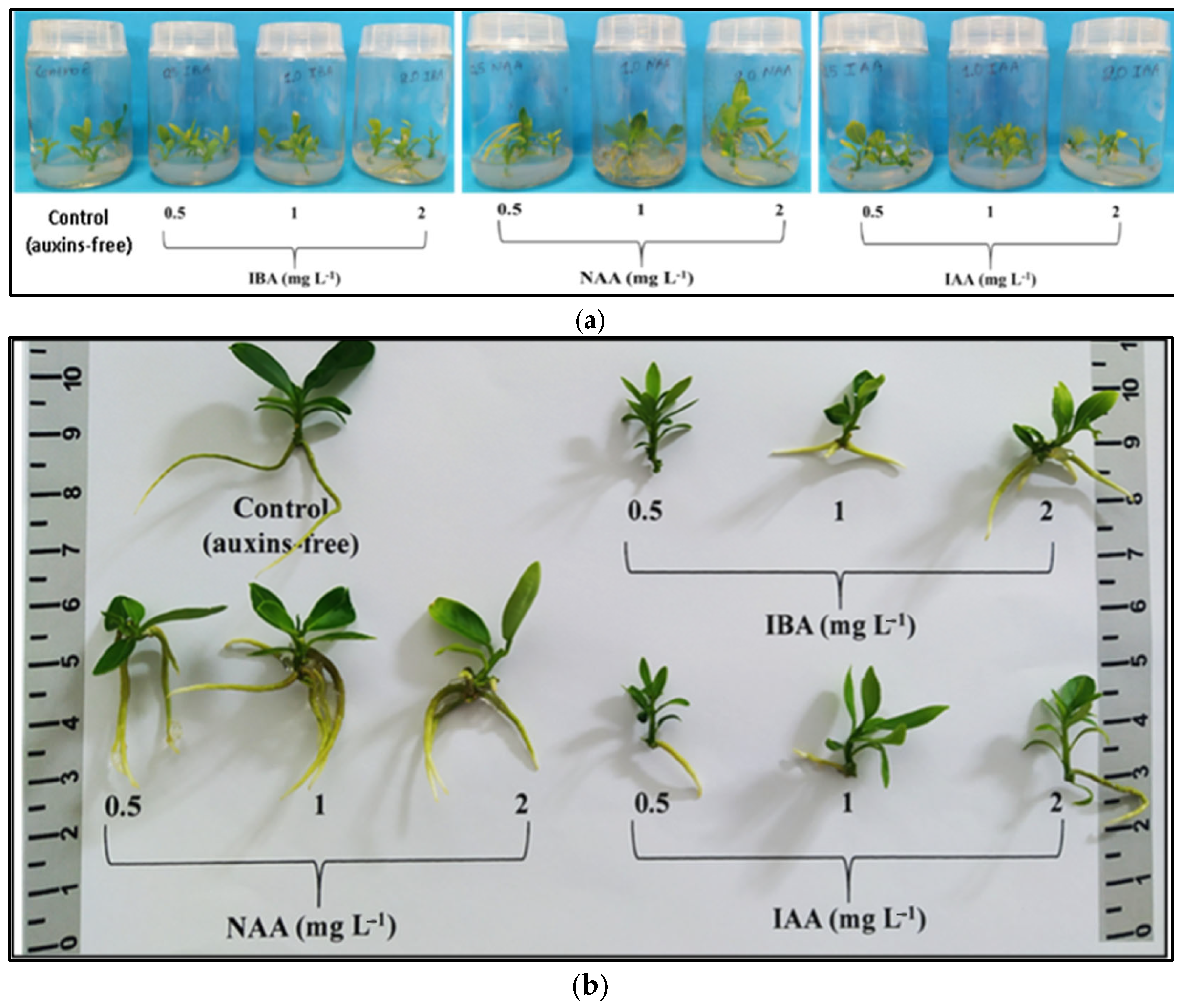 Biotech 13 00037 g002