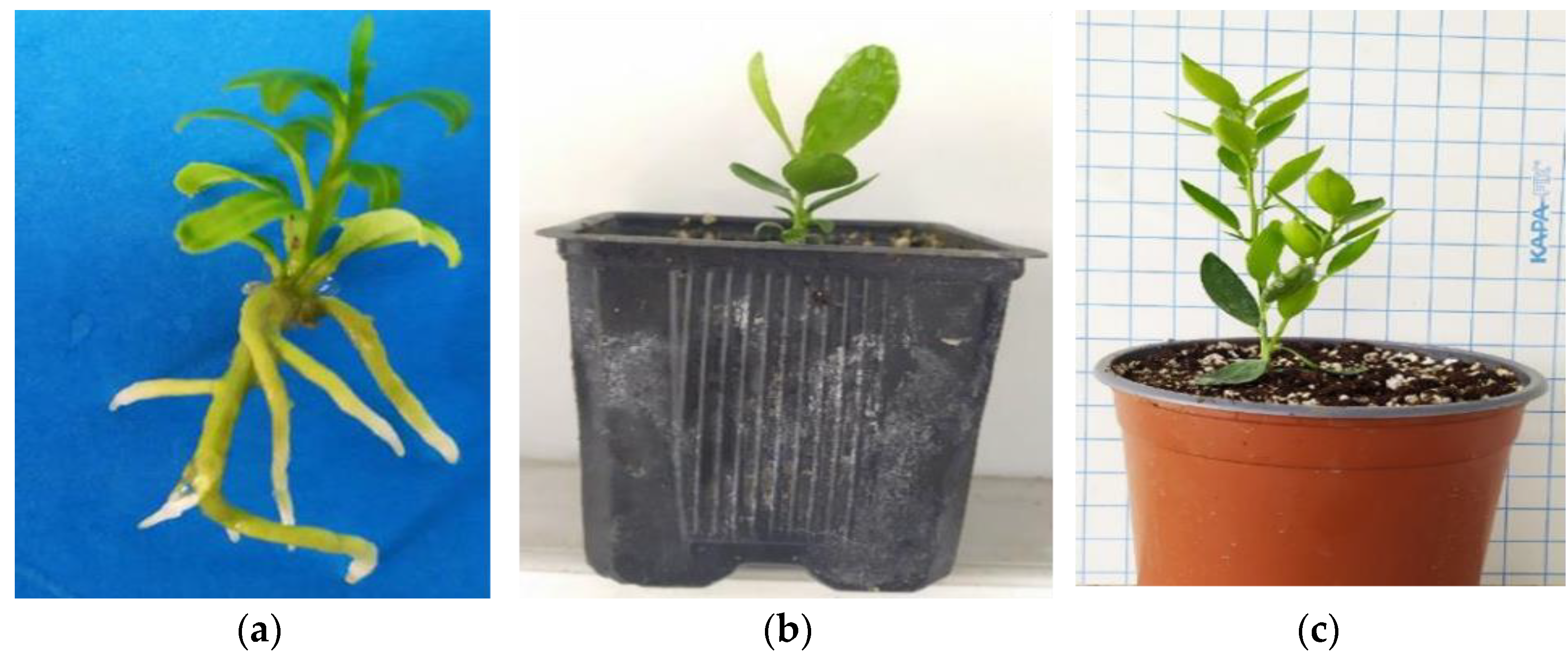 Biotech 13 00037 g003