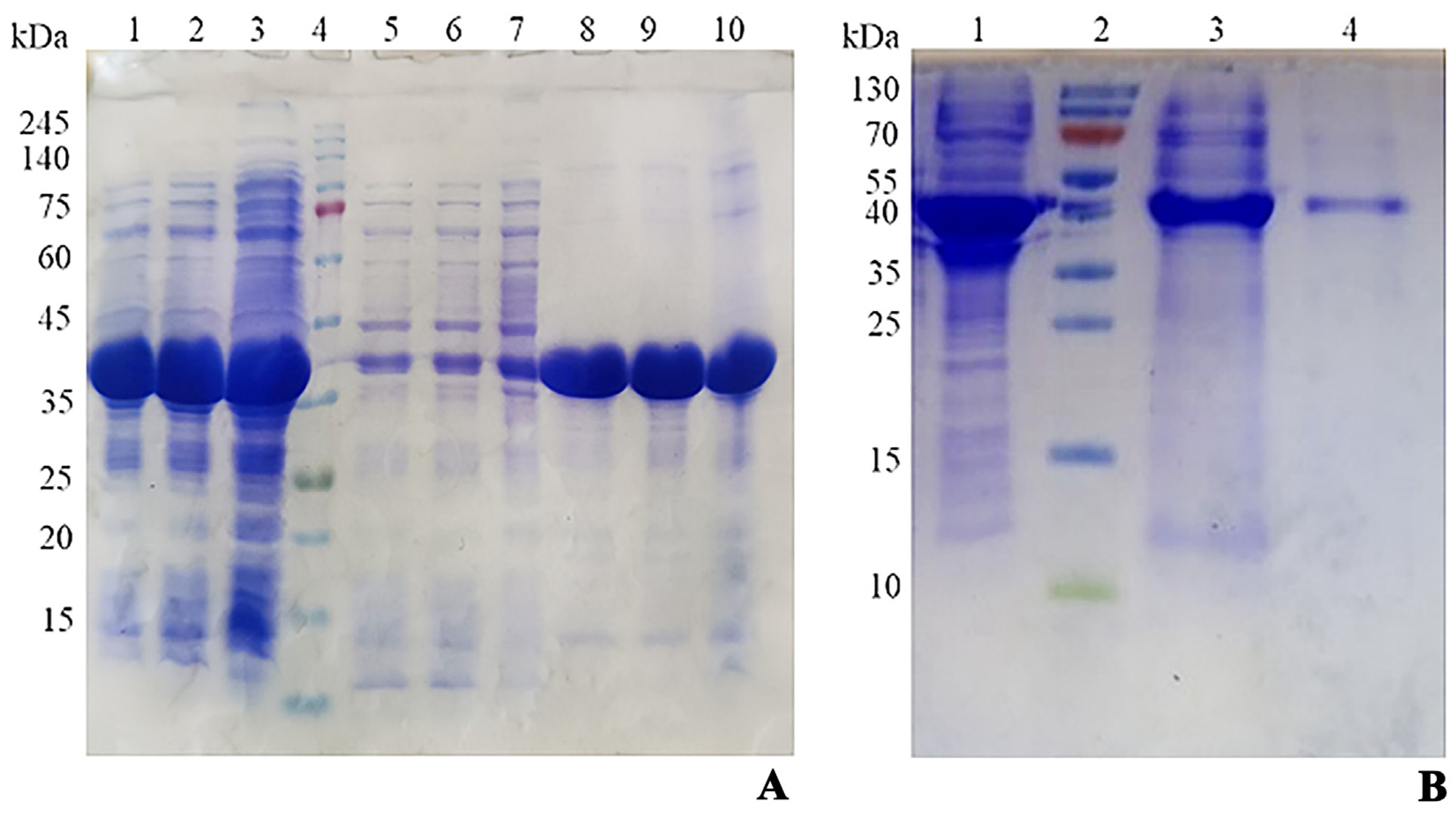 Biotech 13 00040 g002