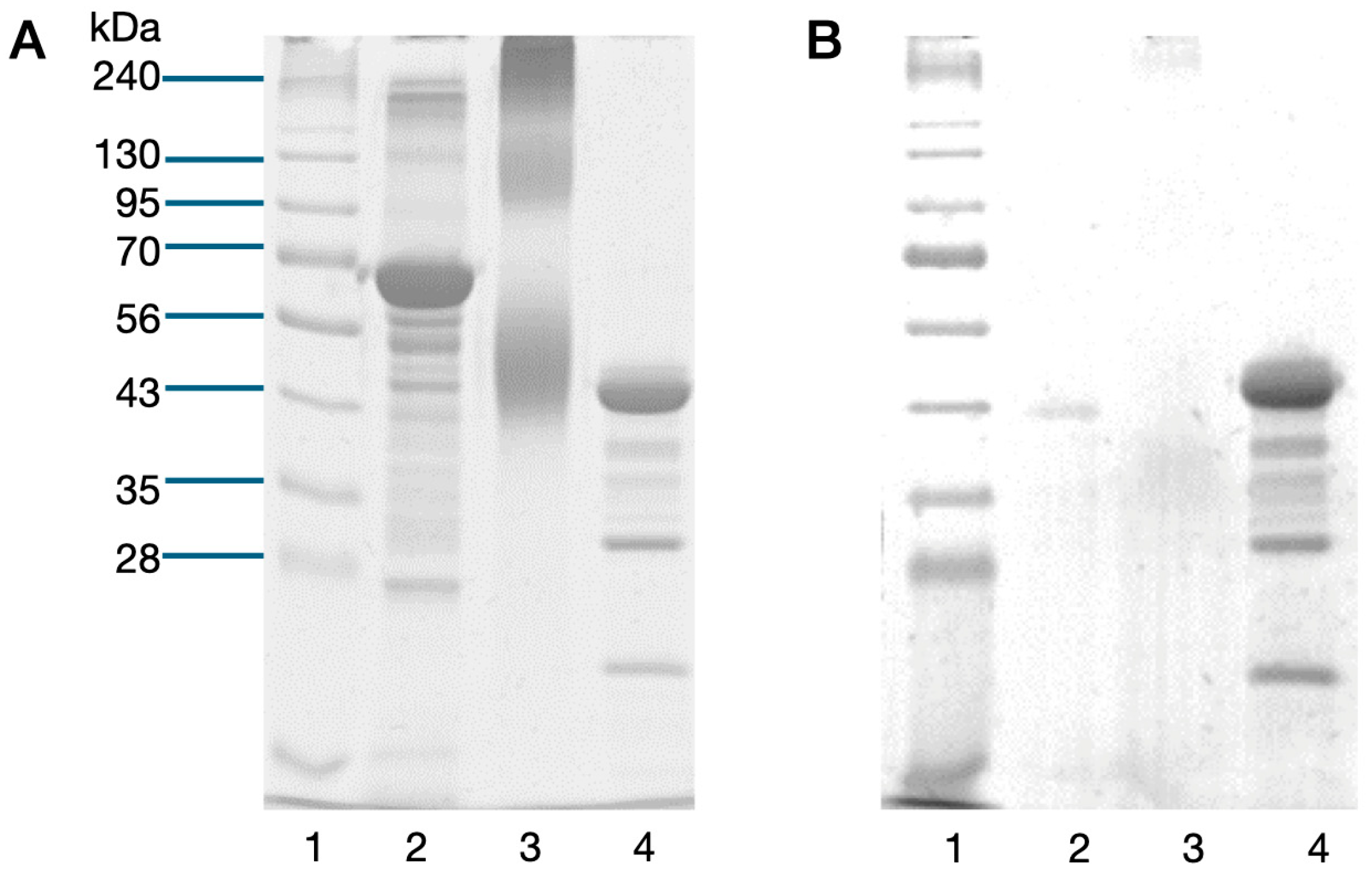 Biotech 13 00046 g001