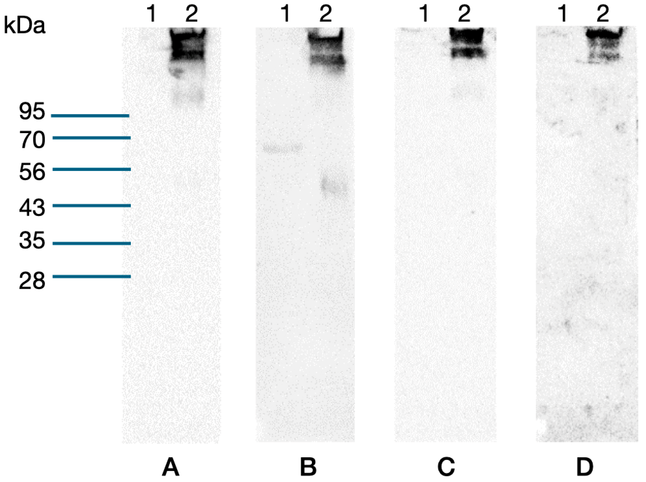 Biotech 13 00046 g004