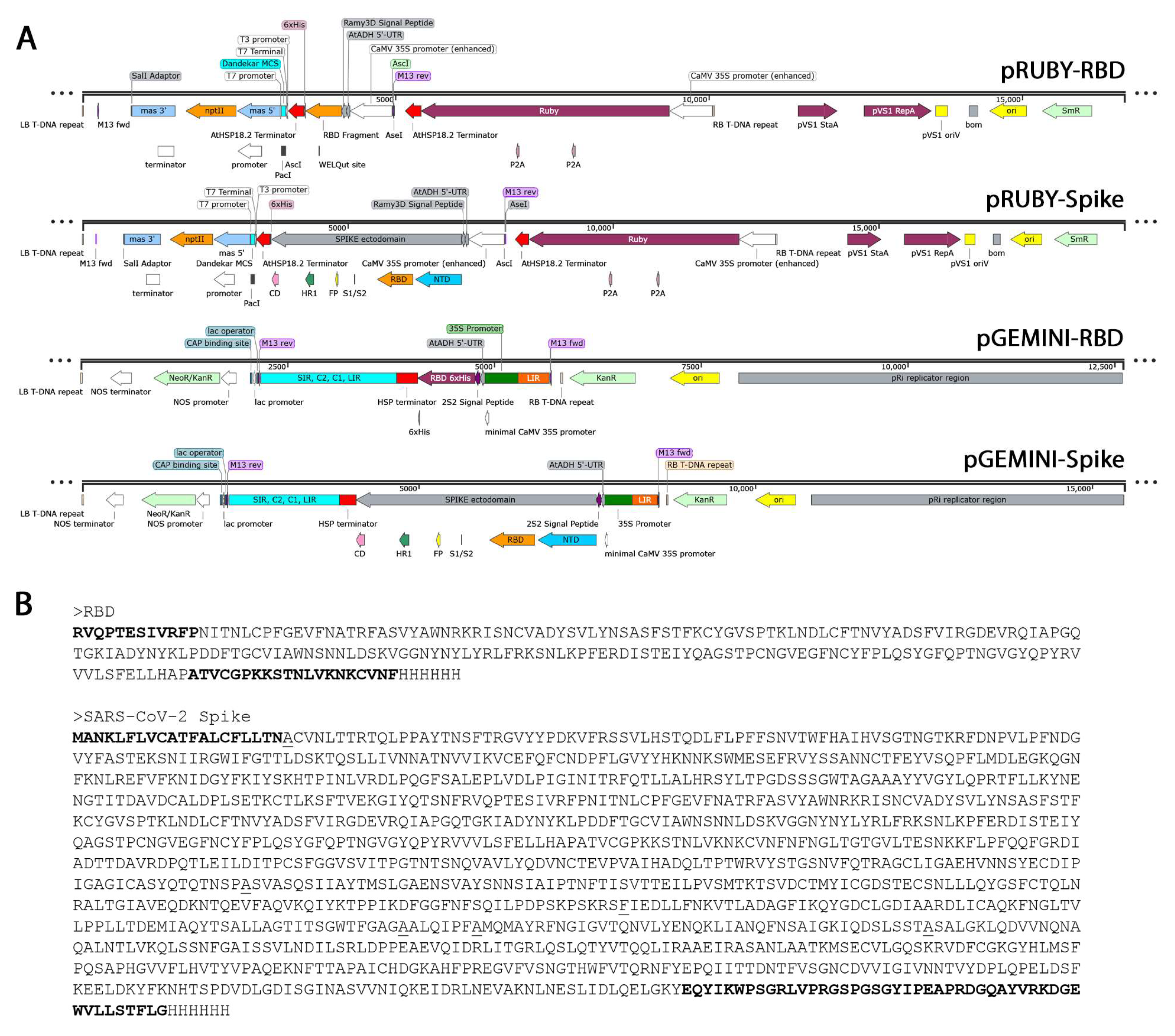 Biotech 13 00050 g001