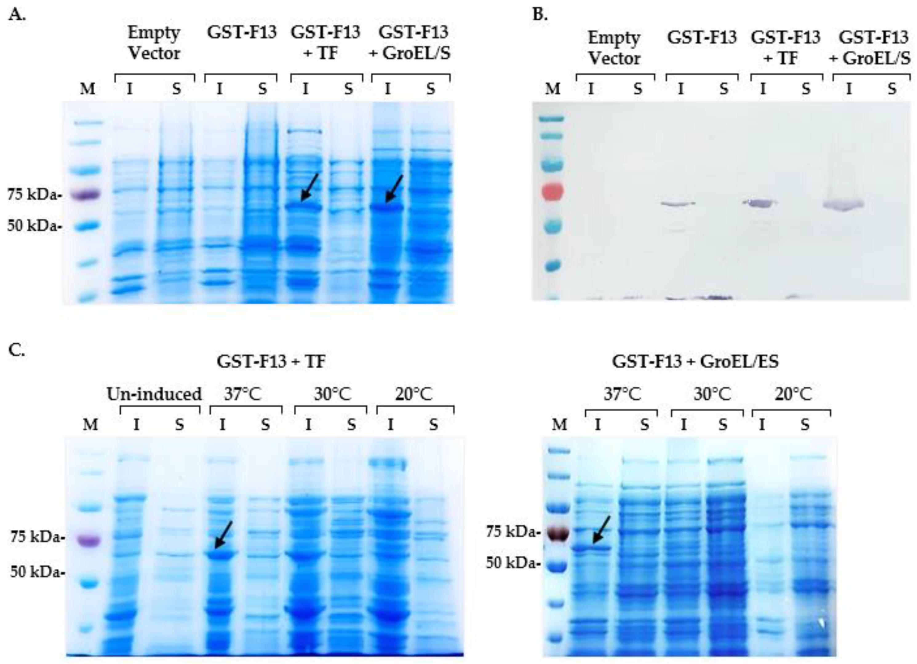 Biotech 13 00057 g002