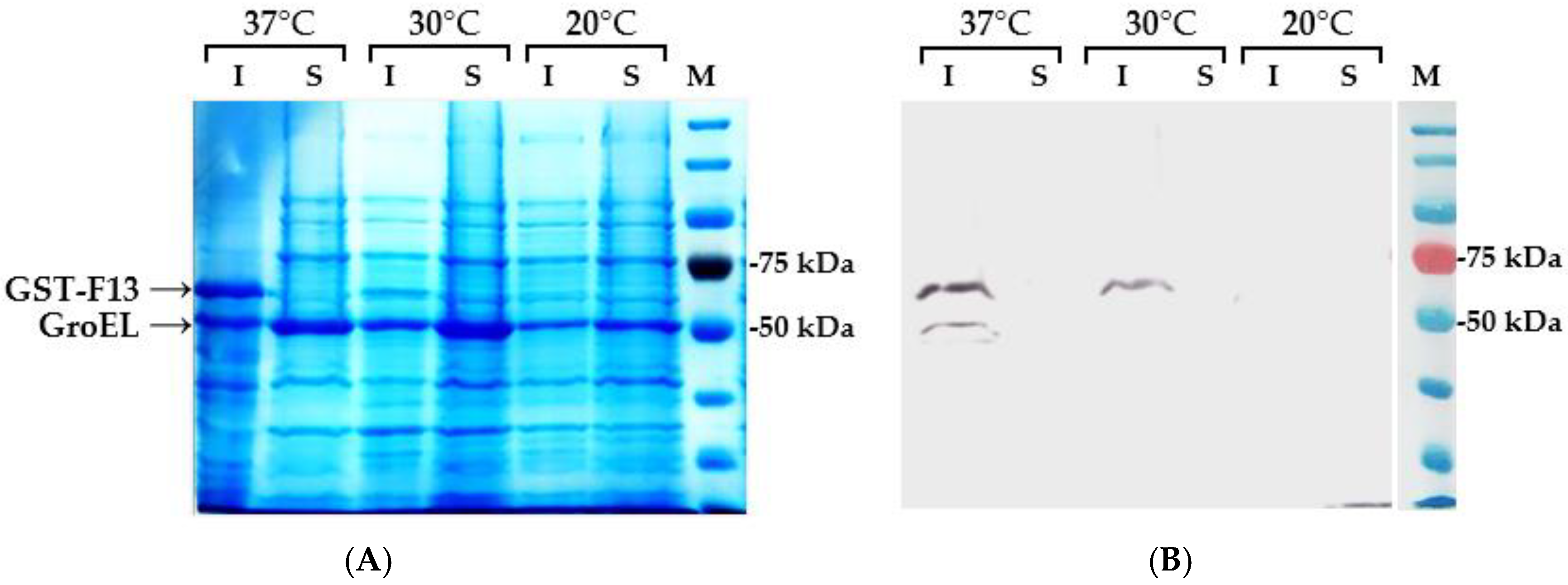 Biotech 13 00057 g004