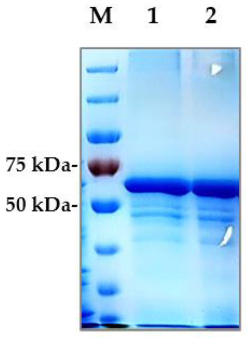 Biotech 13 00057 g006