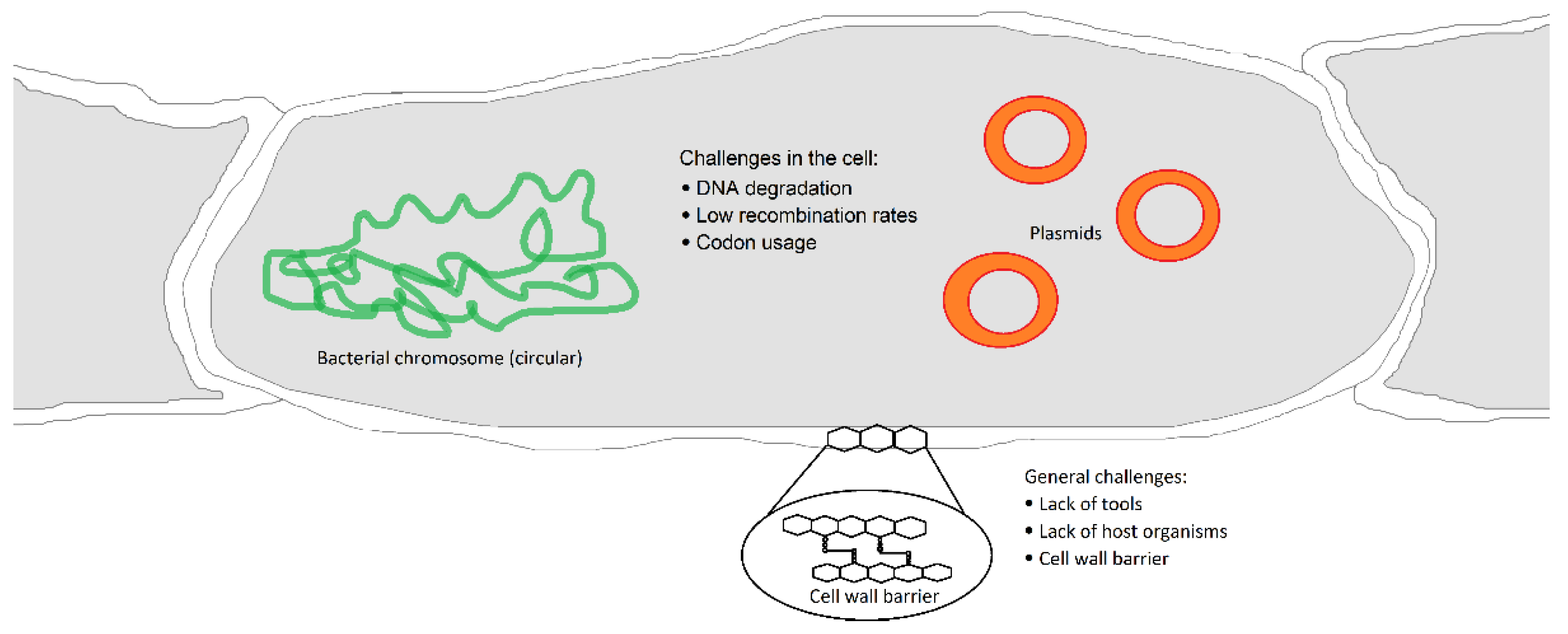 Biotech 14 00003 g002