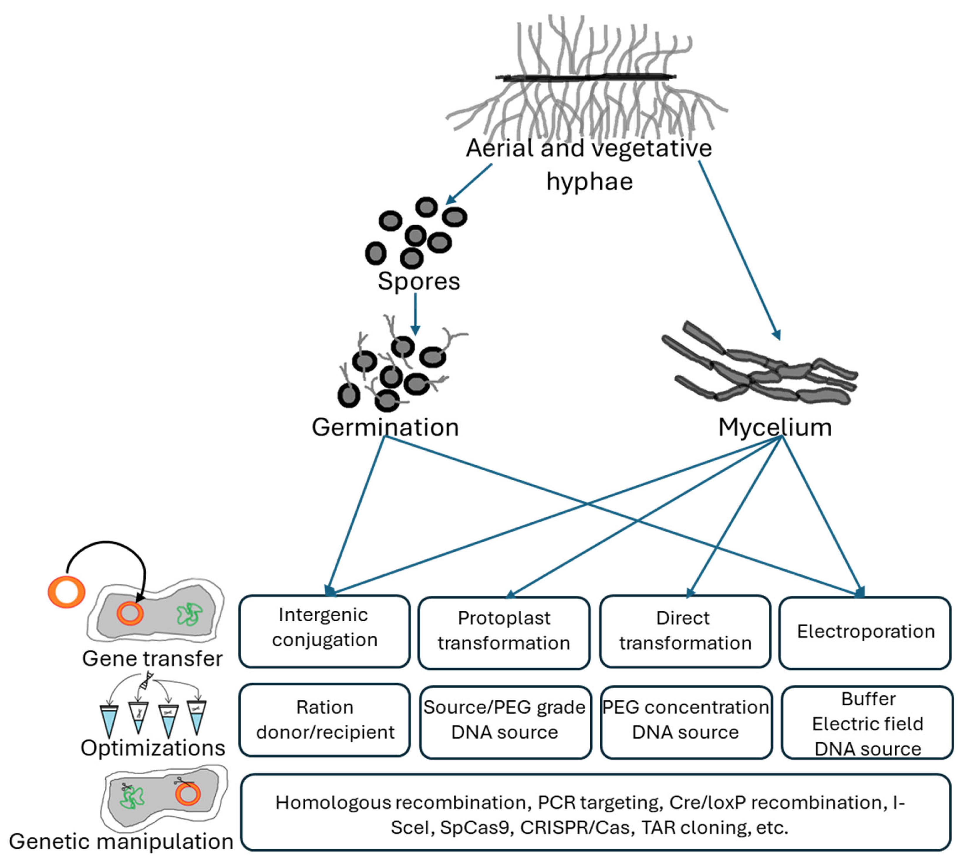 Biotech 14 00003 g003