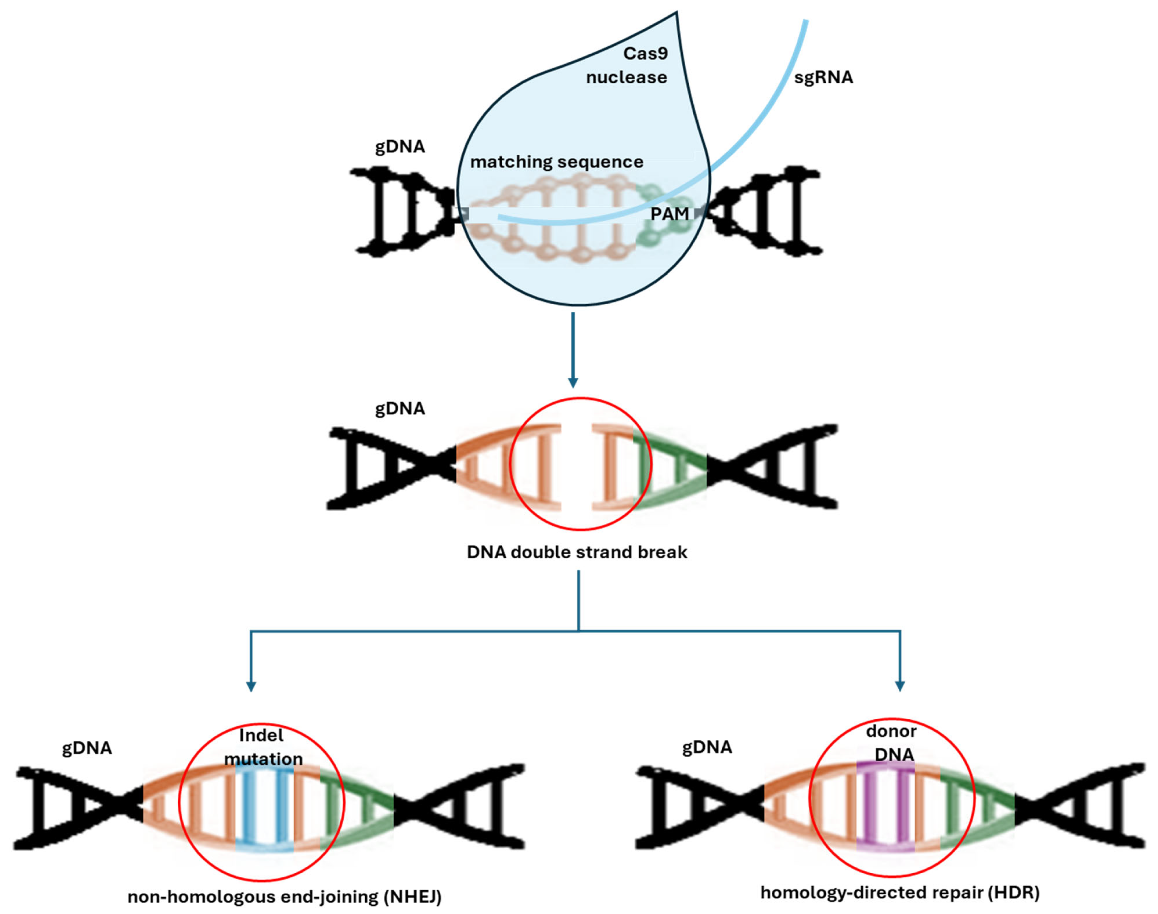 Biotech 14 00003 g005