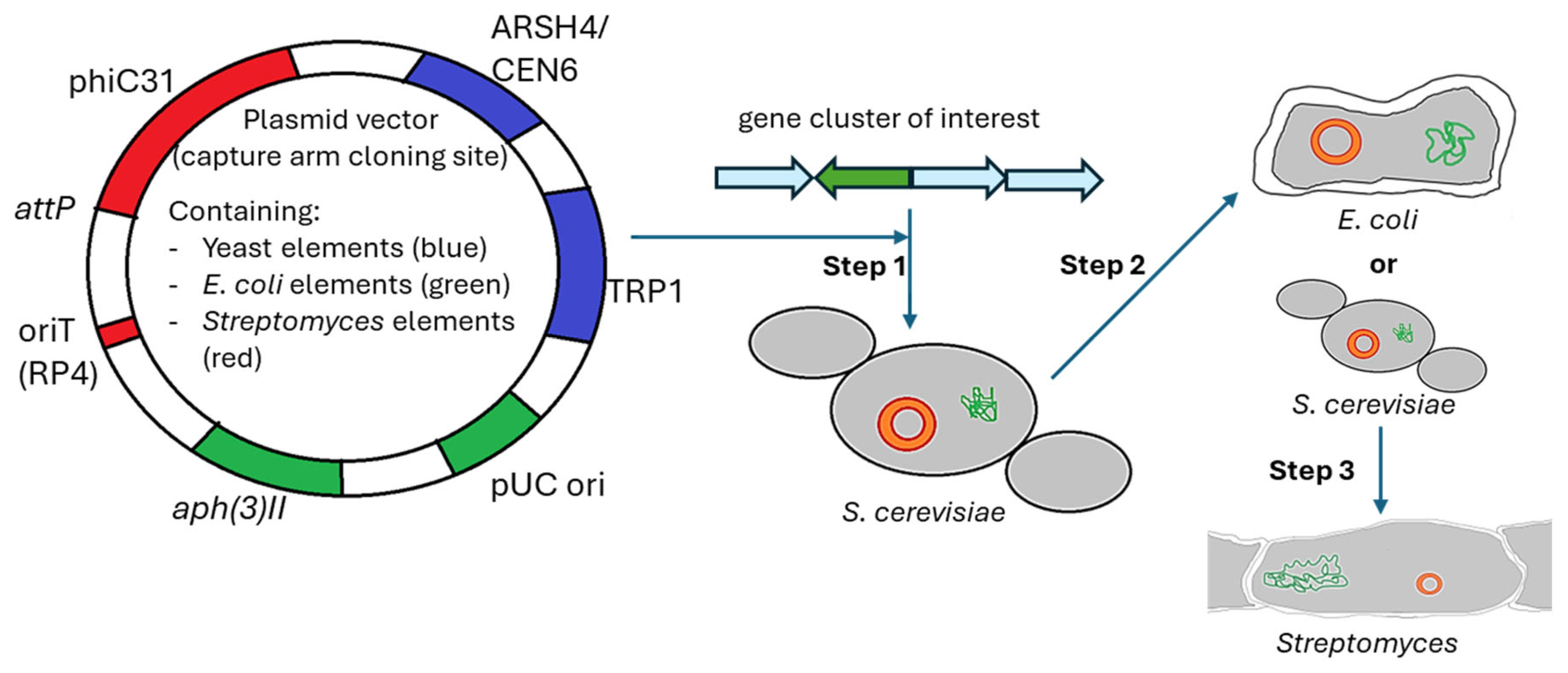 Biotech 14 00003 g006