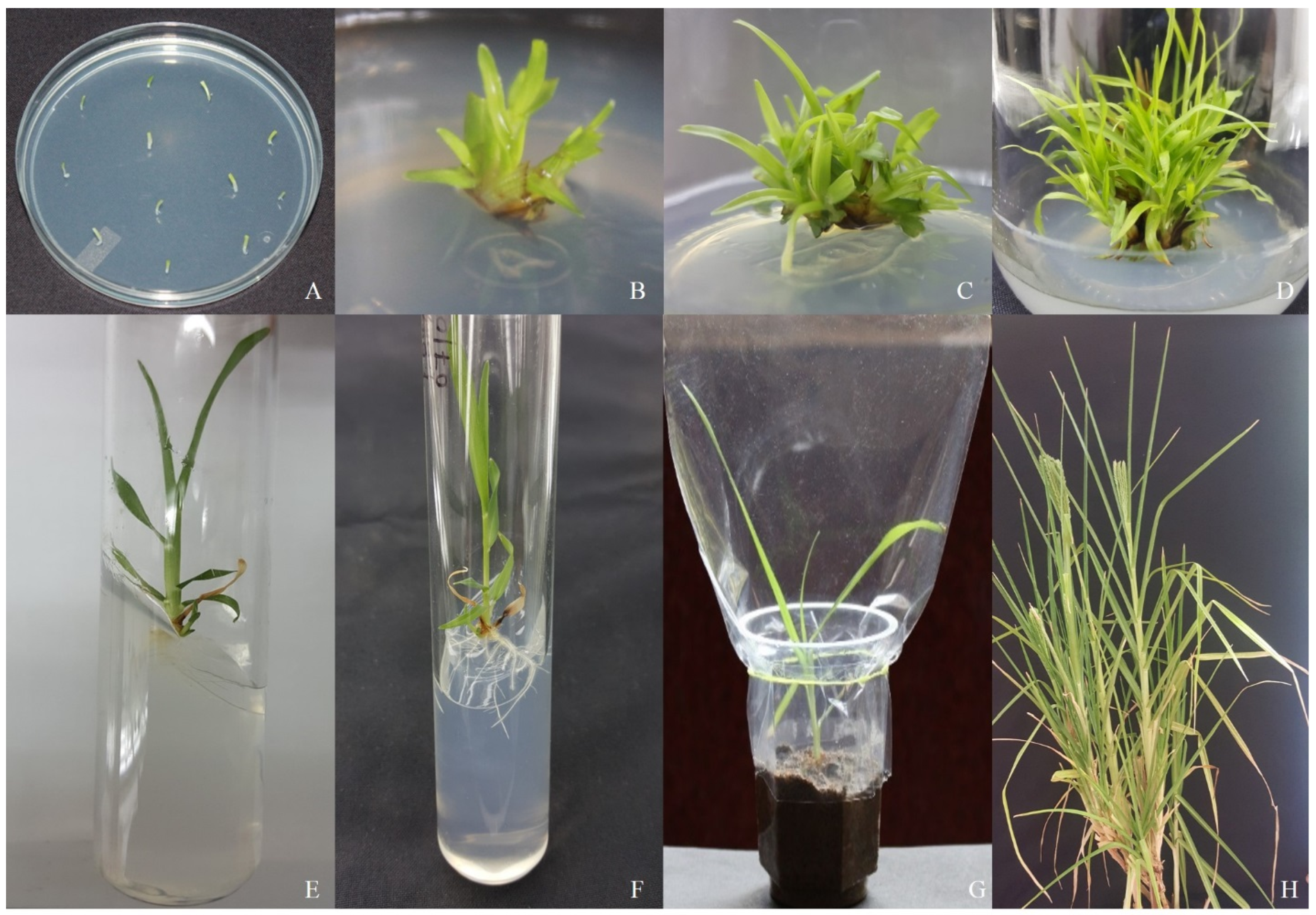 Biotech 14 00029 g001