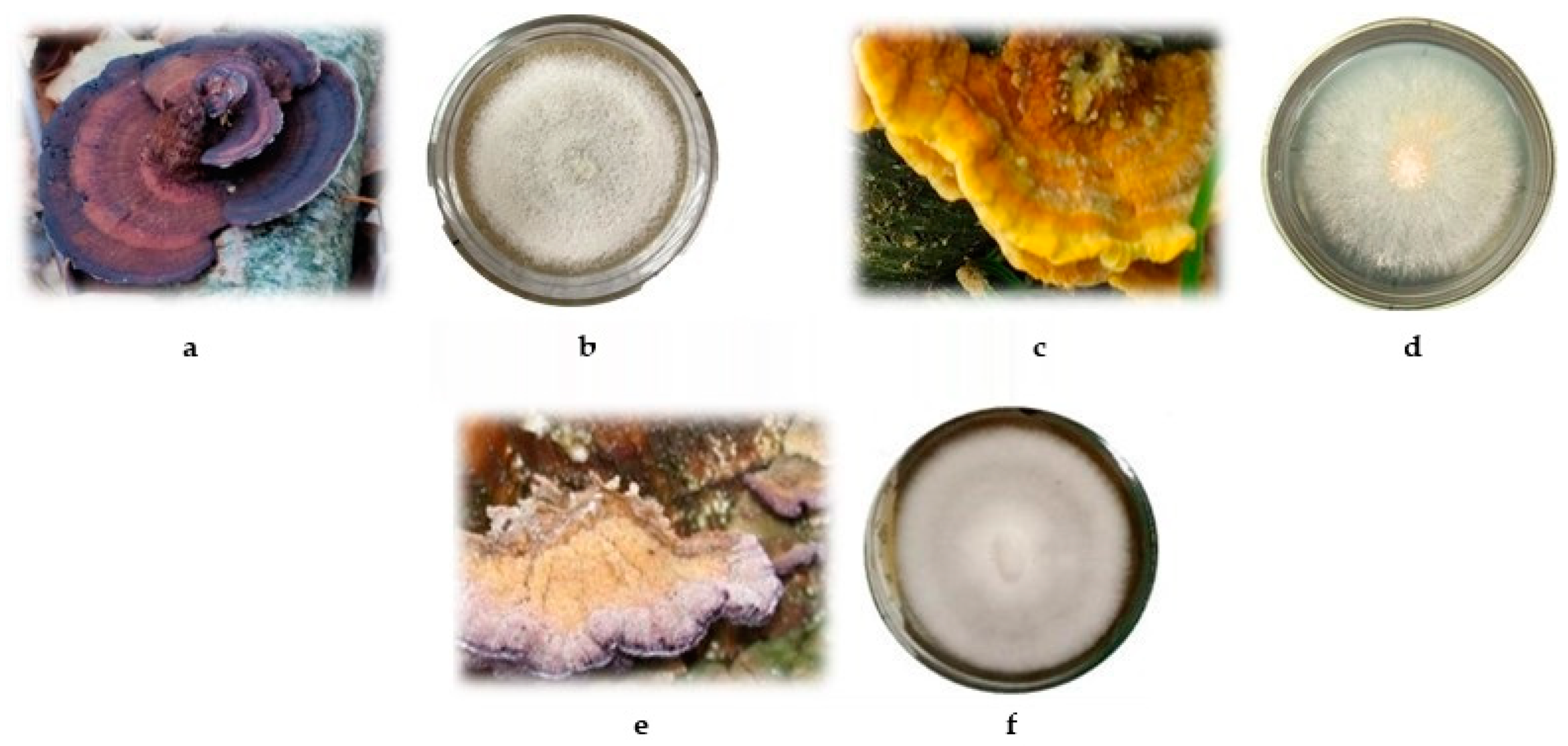 Biotech 14 00030 g001