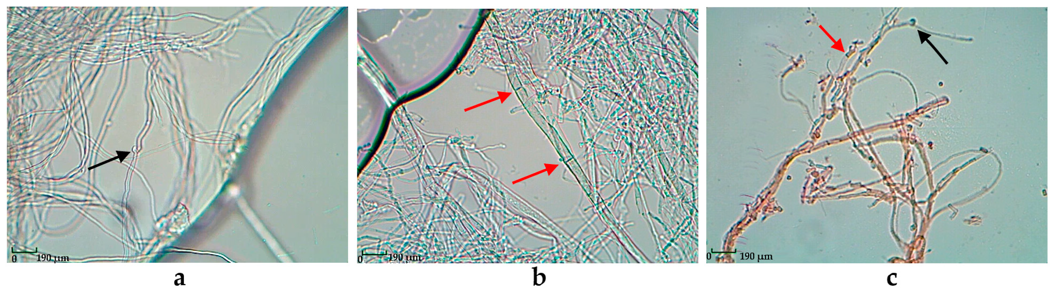 Biotech 14 00030 g002