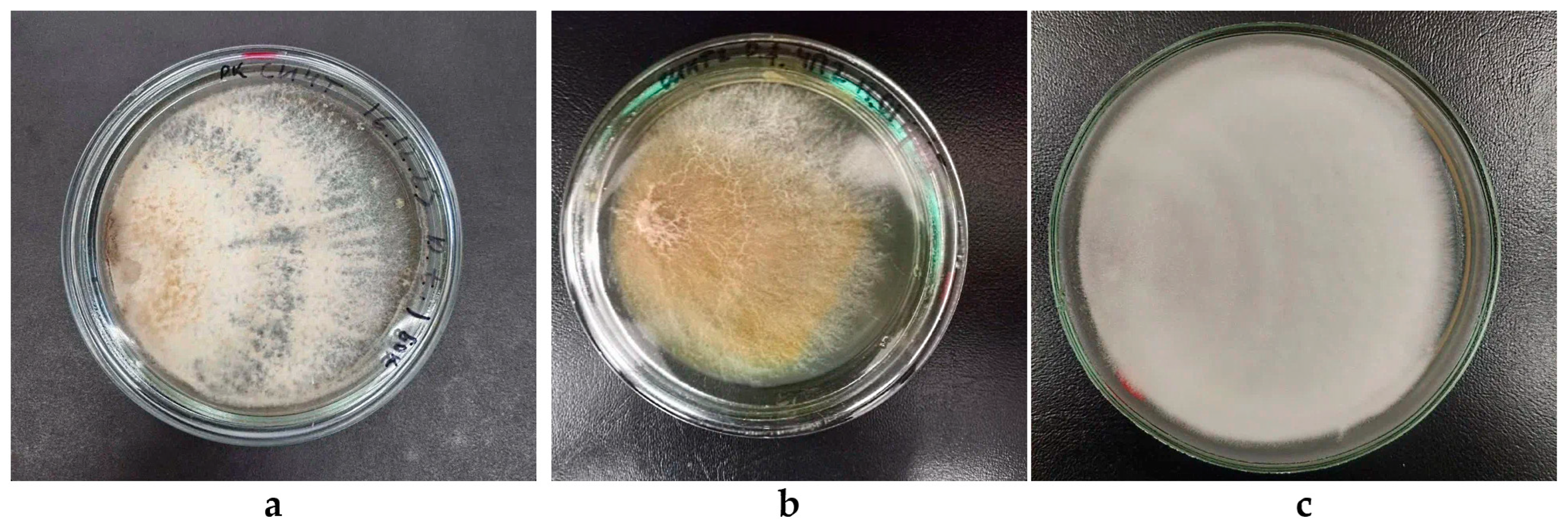Biotech 14 00030 g006