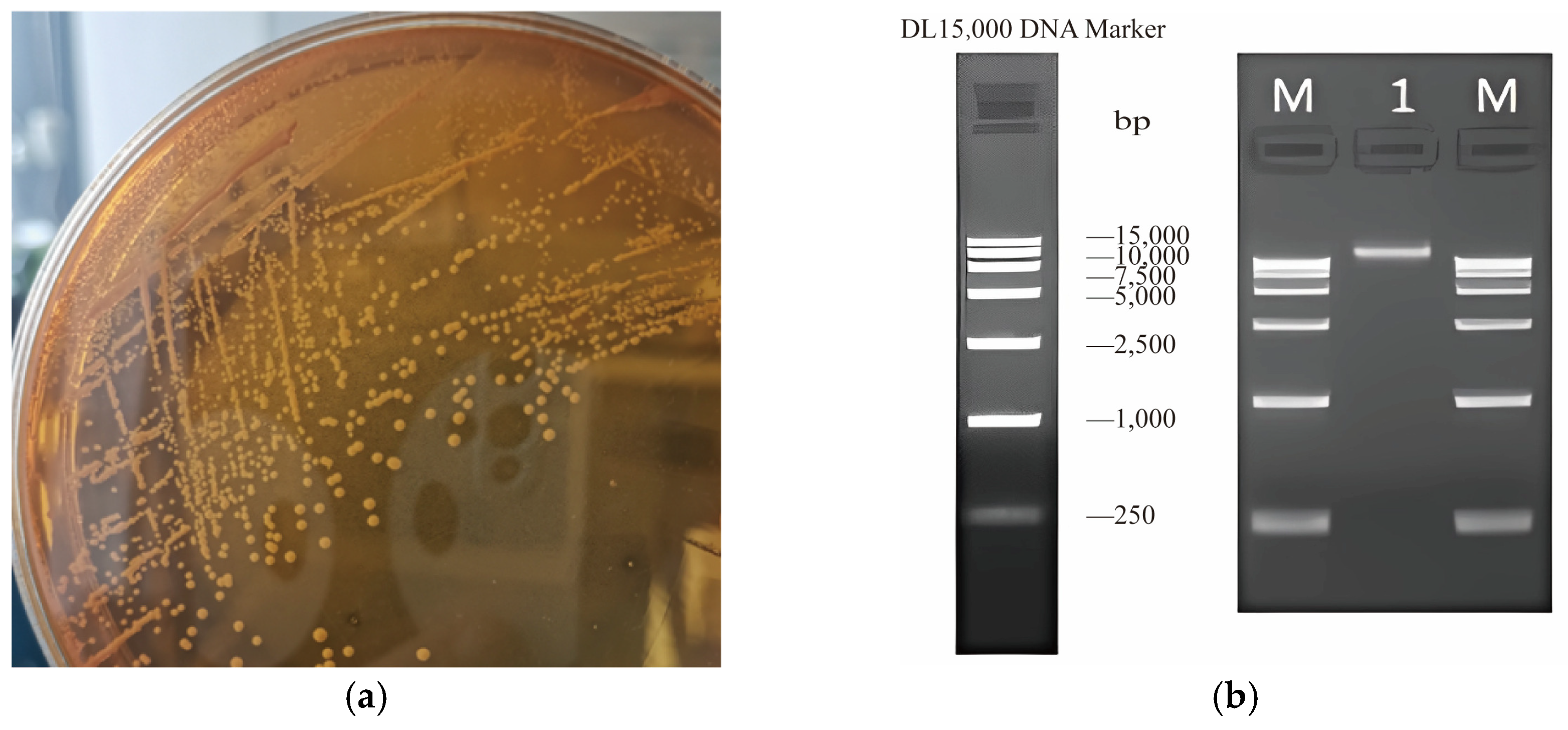 Biotech 14 00047 g001