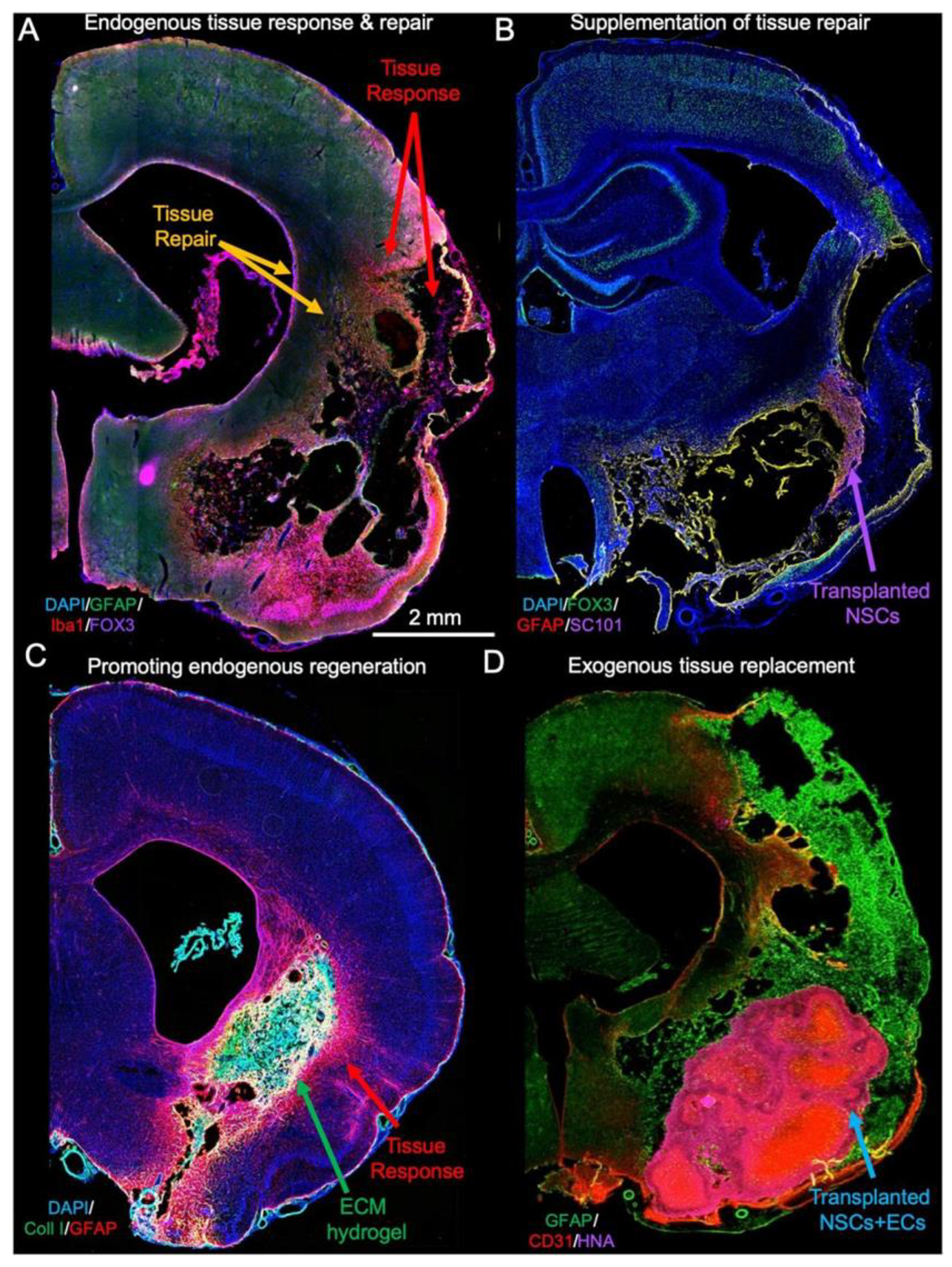 Biotech 14 00065 g002