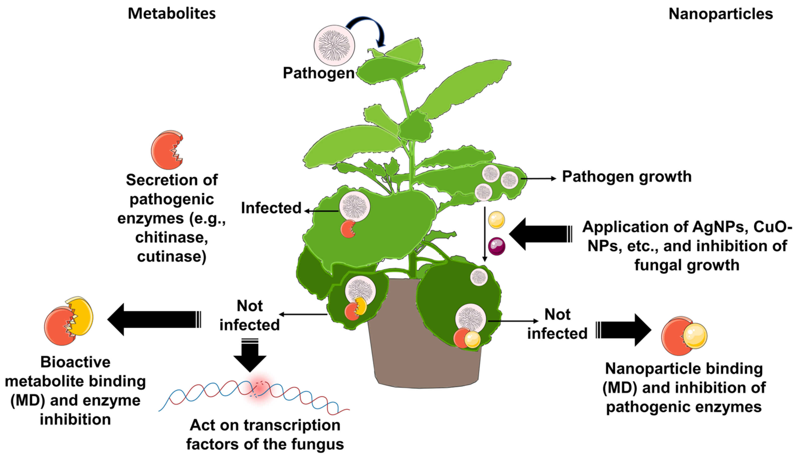 Biotech 14 00080 g005
