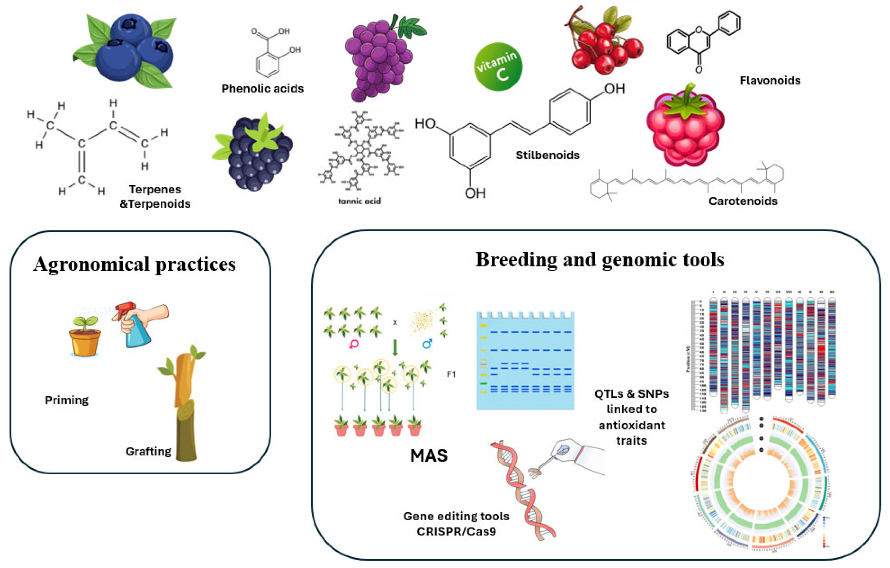 Biotech 14 00089 g001