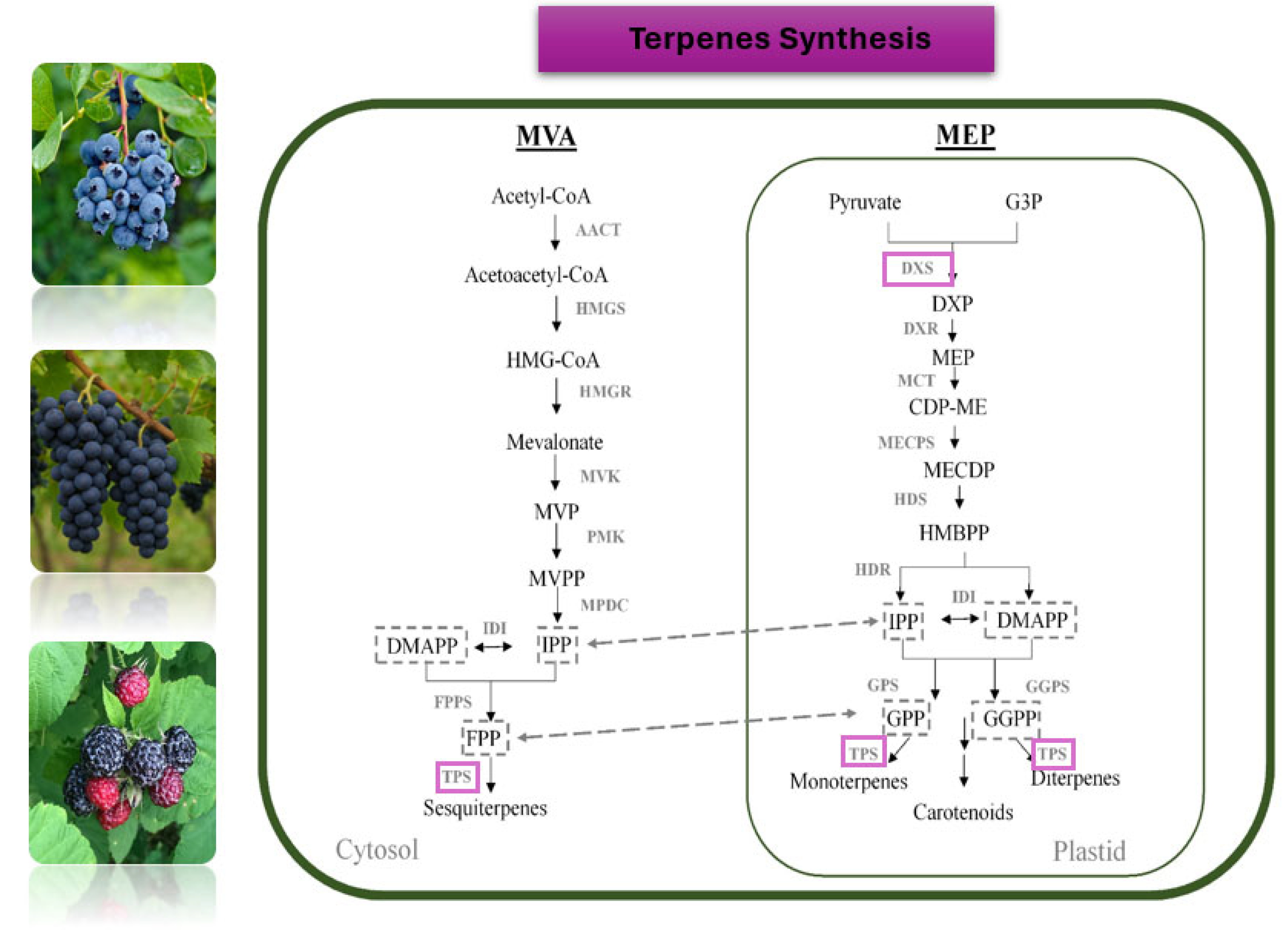 Biotech 14 00089 g002