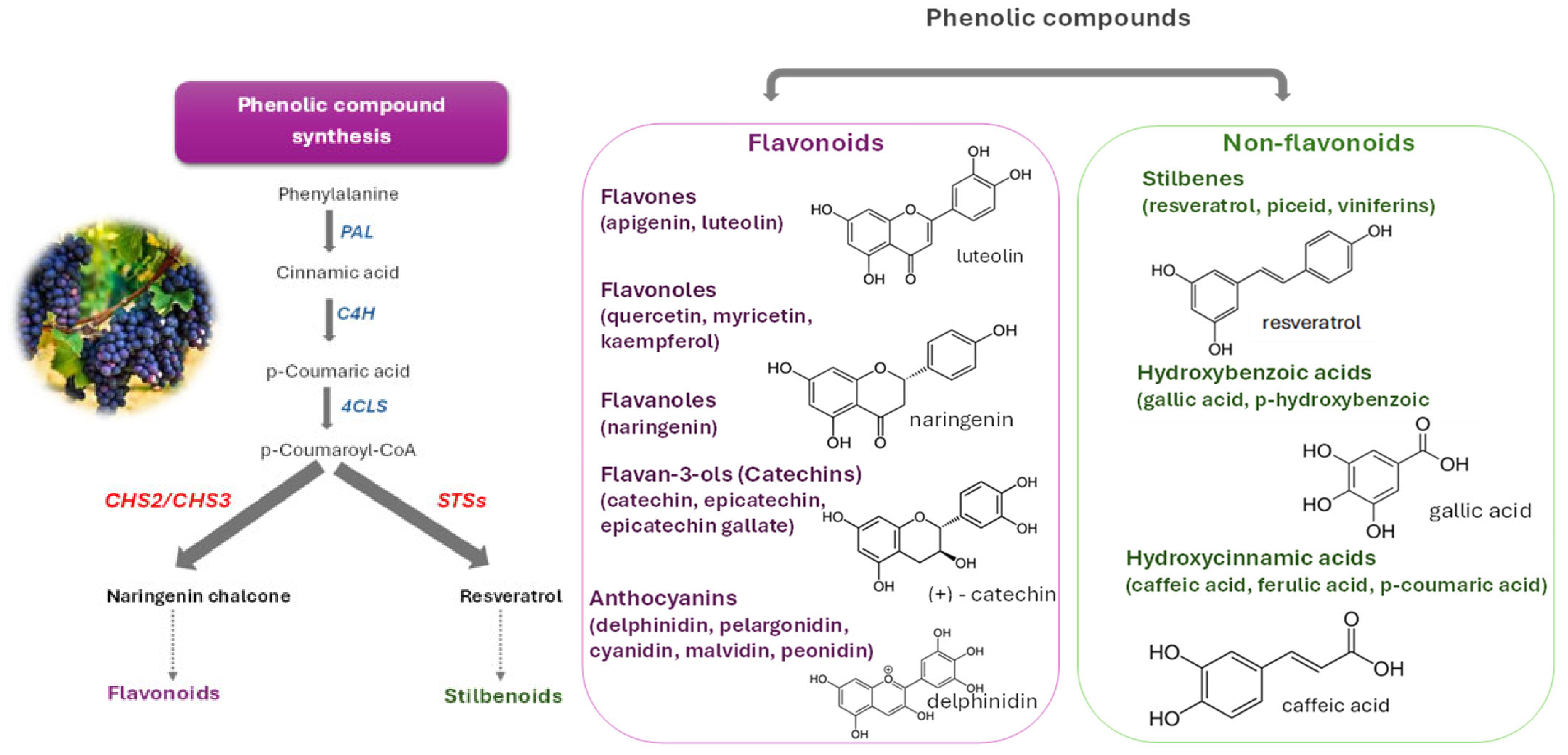 Biotech 14 00089 g003