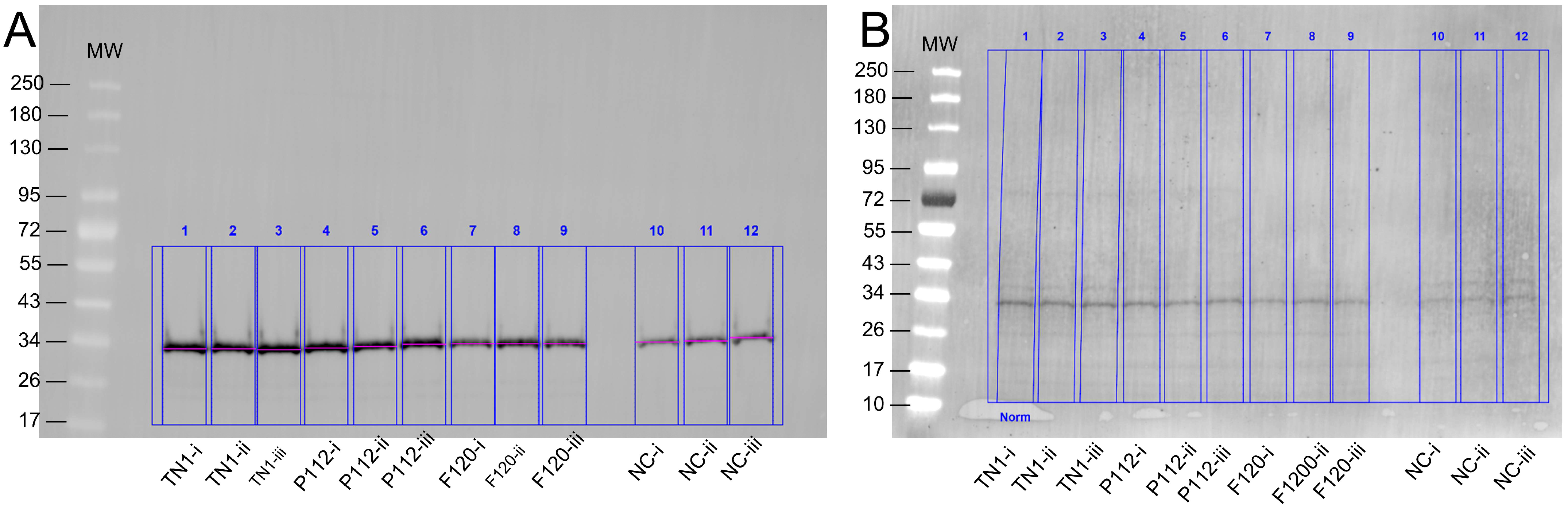 Biotech 15 00014 g002