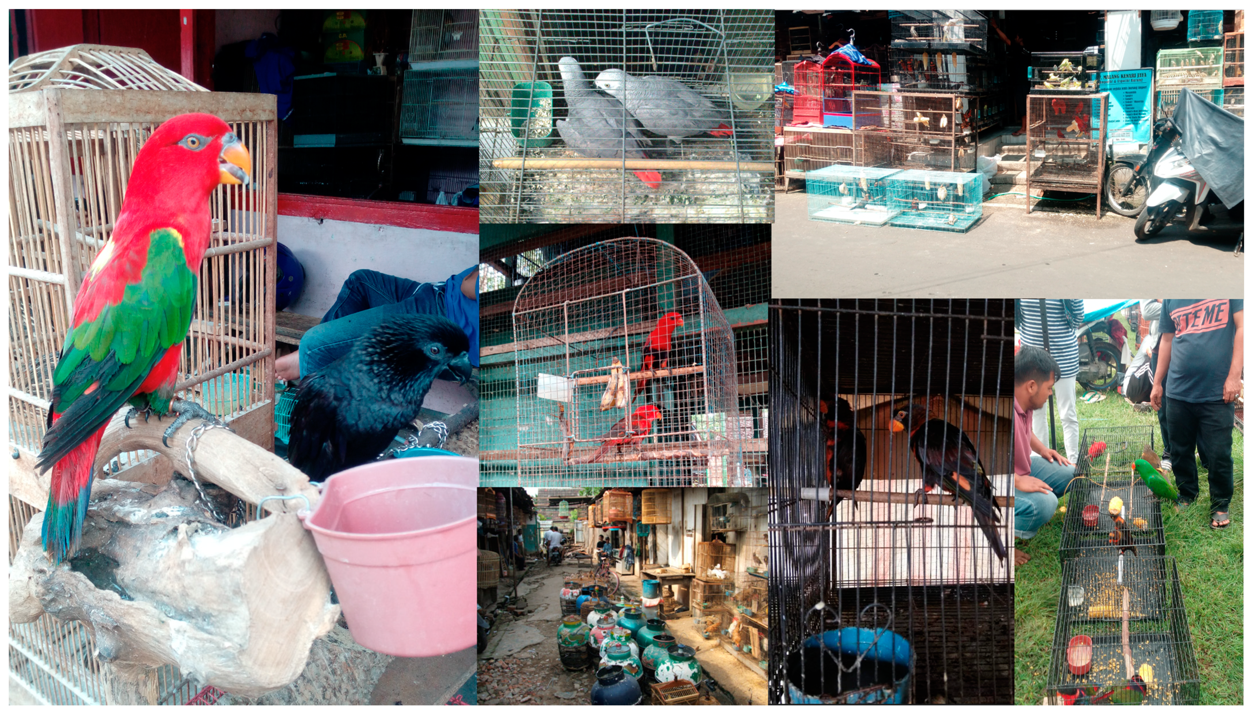 Birds 05 00010 g004 Birds 05 00010 g004
