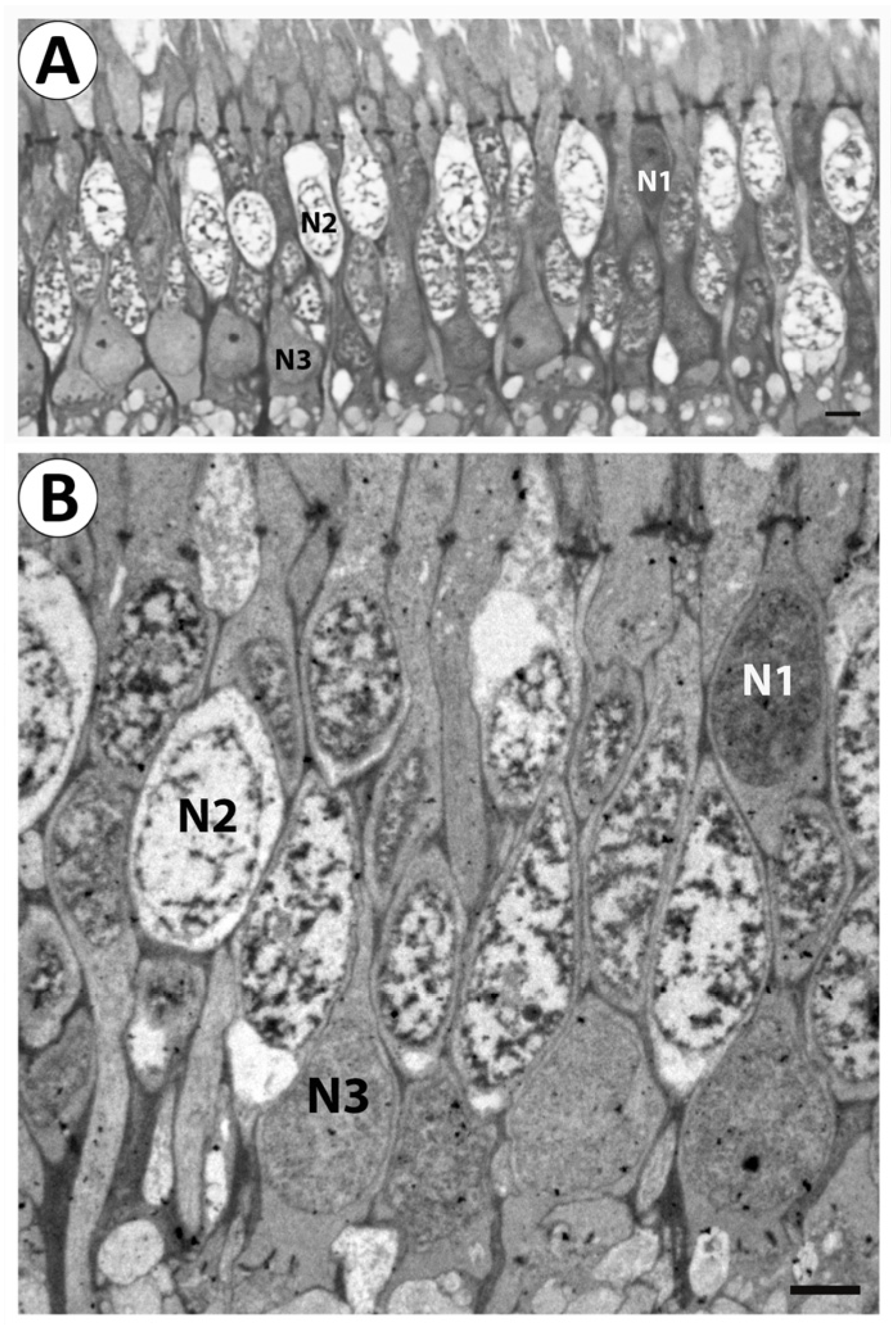 Birds 06 00007 g005 Birds 06 00007 g005
