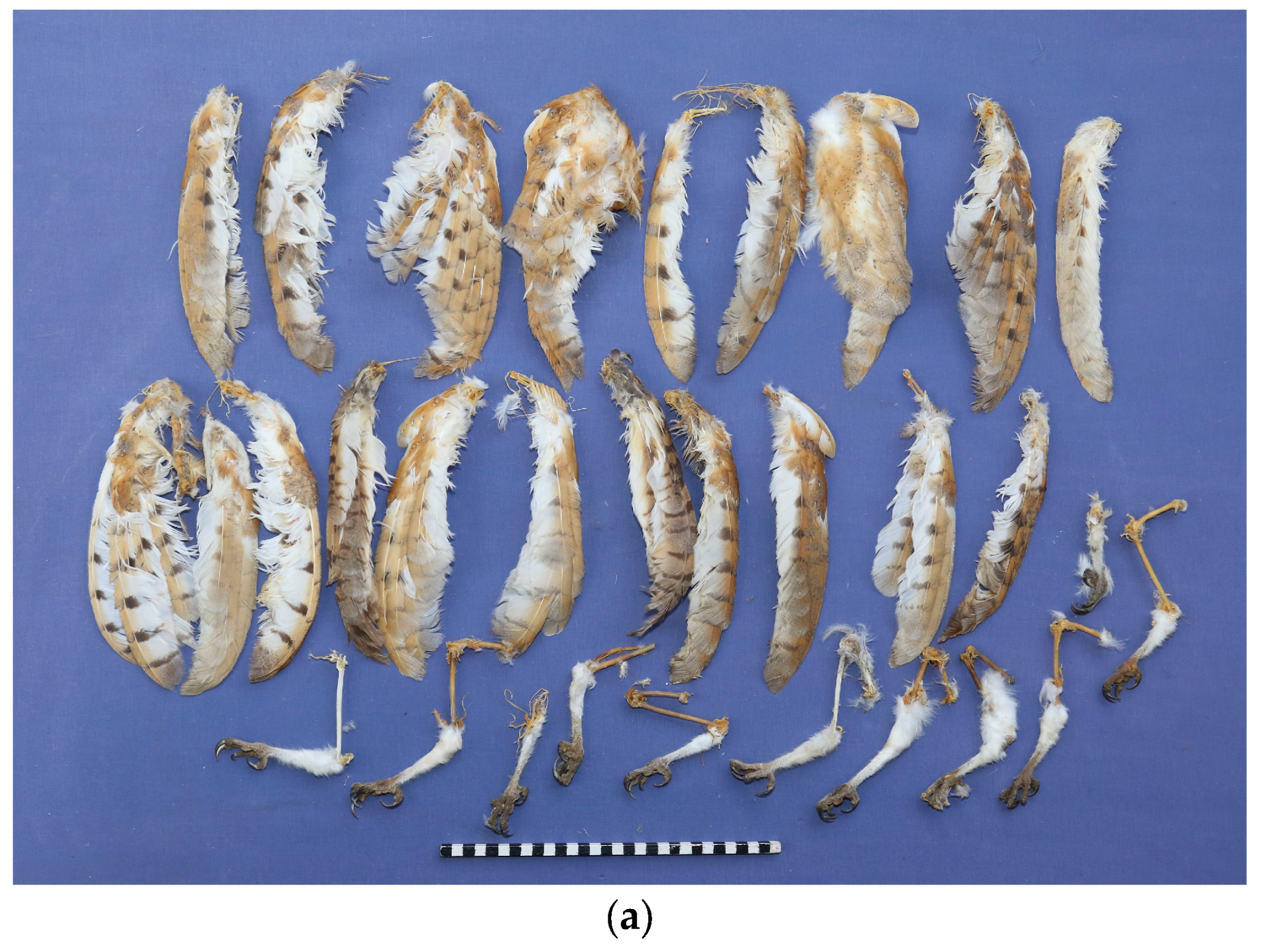 Birds 06 00021 g002a