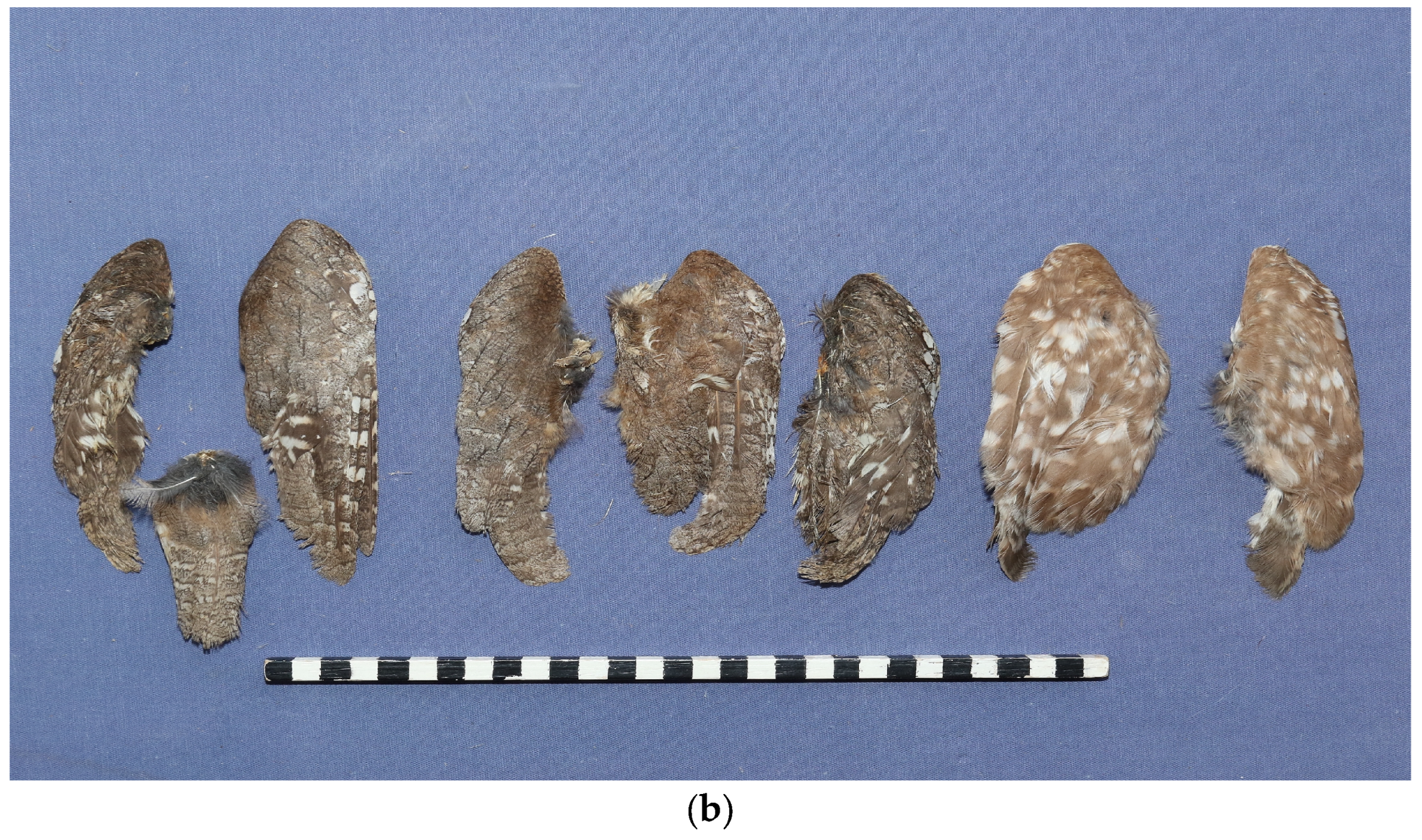 Birds 06 00021 g002b