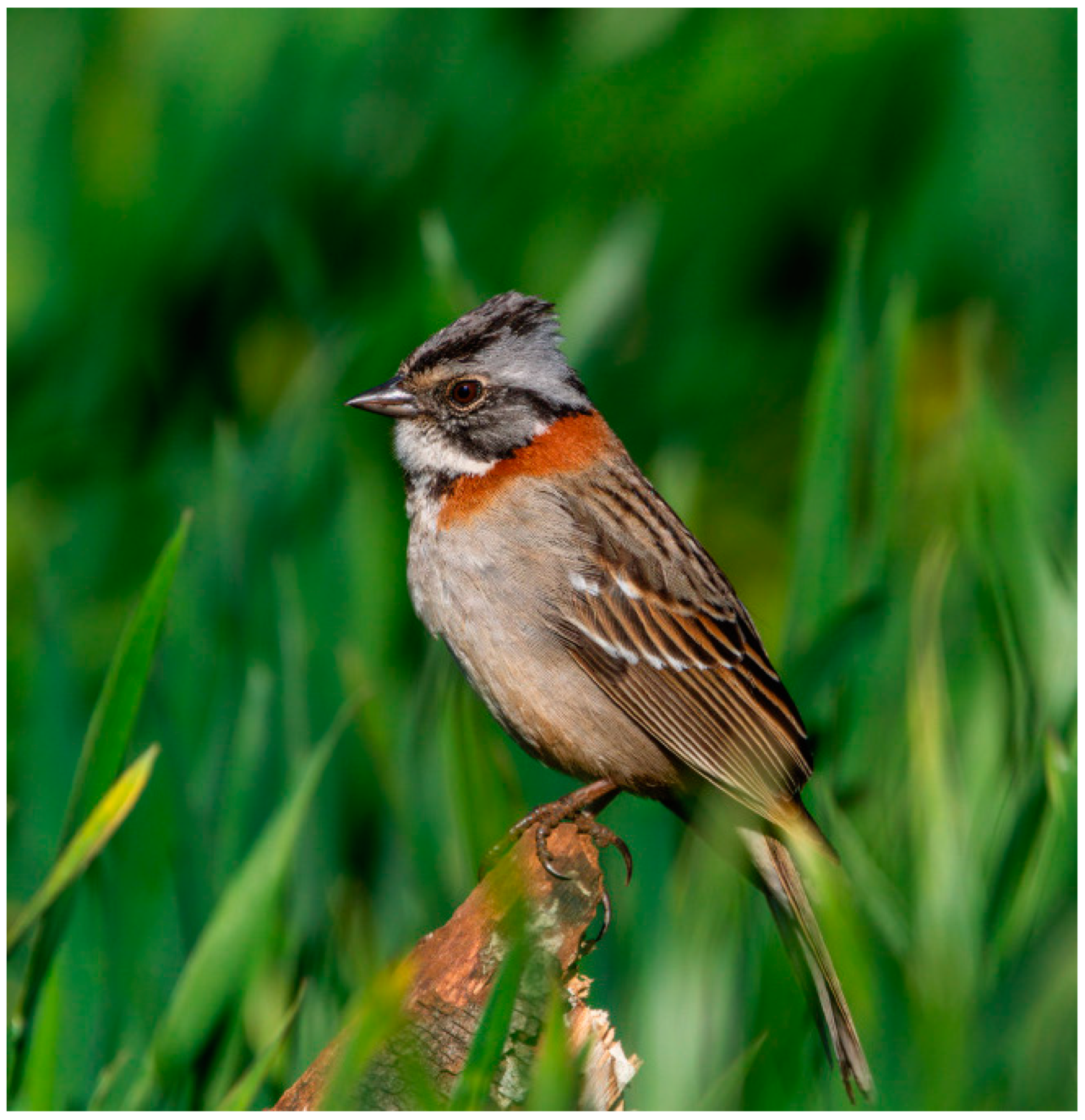 Birds 06 00024 g001