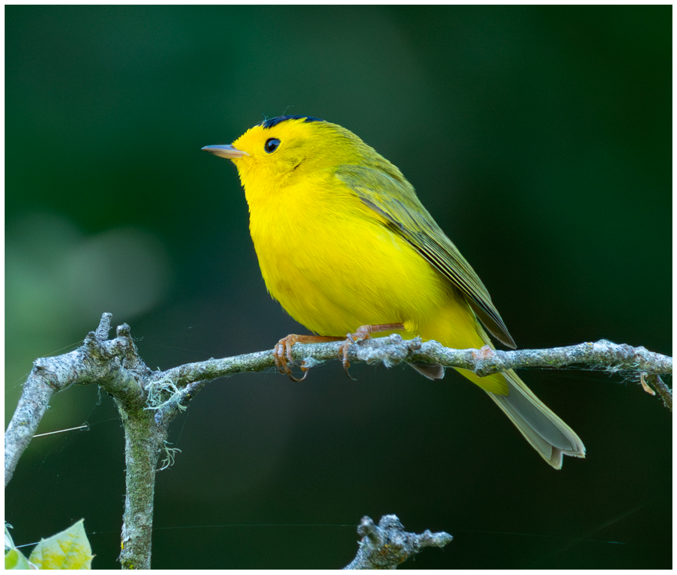 Birds 06 00049 g001 Birds 06 00049 g001