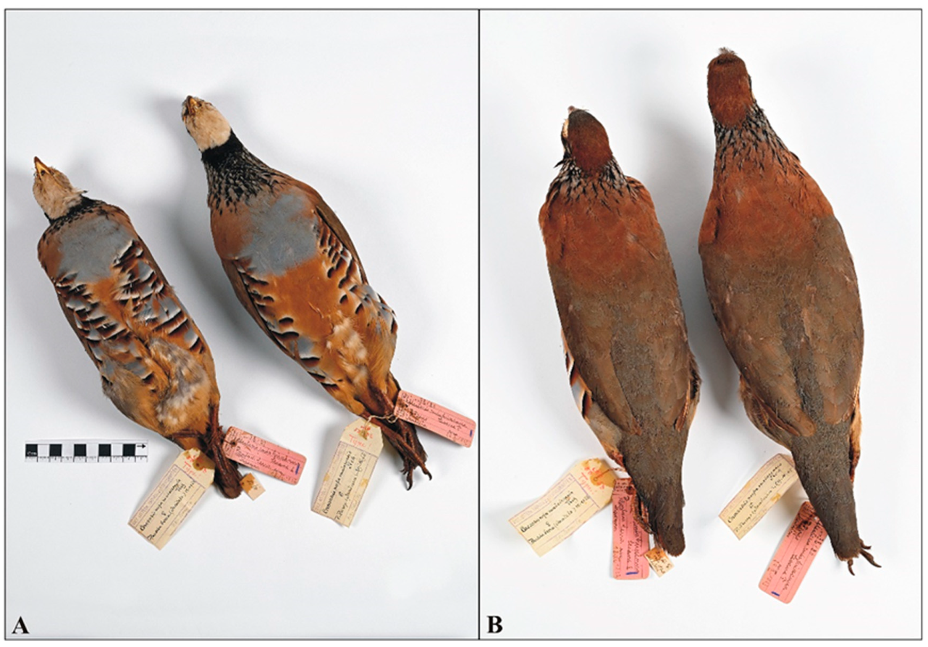 Birds 06 00059 g002 Birds 06 00059 g002