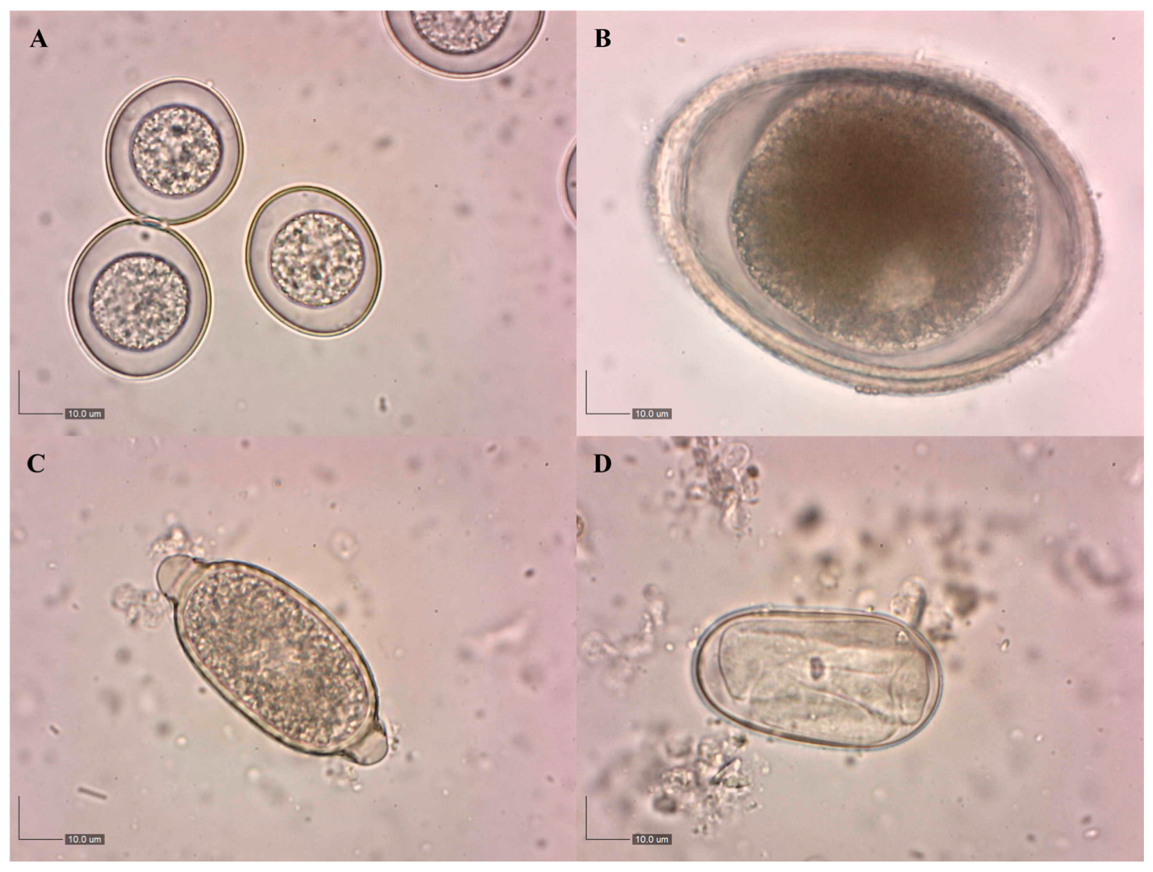 Birds 06 00063 g002 Birds 06 00063 g002