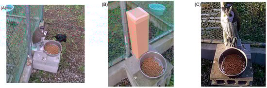 (A) Large-billed Crow (C. macrorhynchos) foraging during the experiment with immobile owl decoy, (B) cardboard box (14 cm × 15 cm, 43 cm high), and (C) owl decoy (18 cm × 20 cm, 40 cm high).