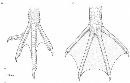 Variation in the totipalmate condition, illustrated in dorsal view. (a) Magnificent Fregatebird (Fregata magnificens), showing the reduced, deeply emarginated webbing characteristic of frigatebirds; (b) a pelican (Pelecanus sp.), showing the fully expanded webbing uniting all four digits, including the hallux. In both taxa the webbing involves digit I, the defining feature of the totipalmate foot. Scale bar = 10 mm. (a) Redrawn after Diamond and Schreiber [9]; (b) redrawn after Reichenow [10].