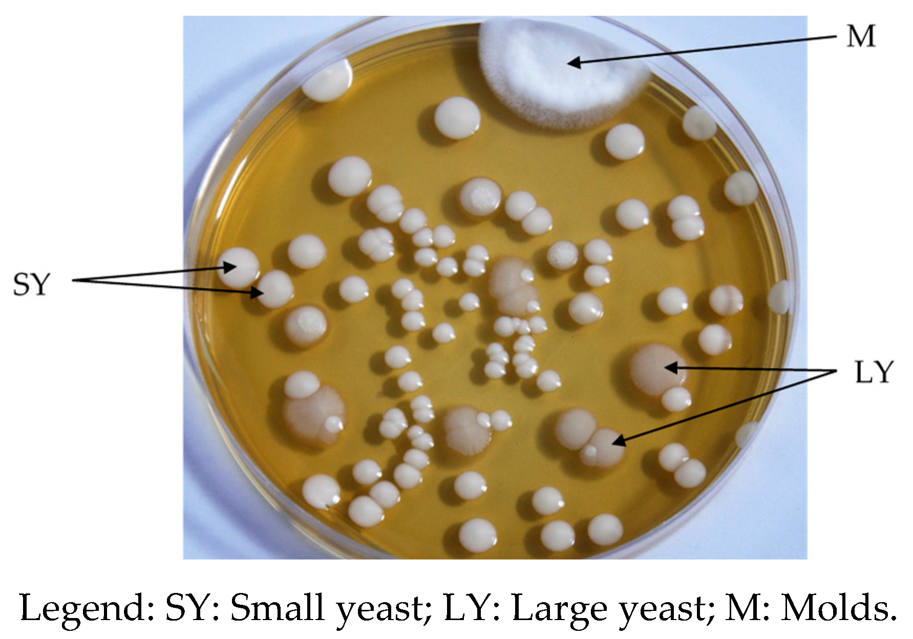 Blsf 06 00124 g002 Blsf 06 00124 g002