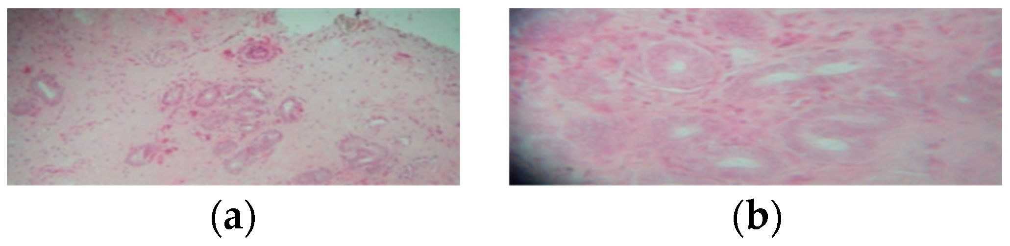 Blsf 22 00021 g004 Blsf 22 00021 g004