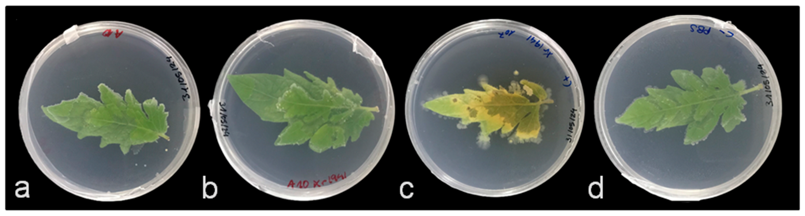 Blsf 46 00005 g002 Blsf 46 00005 g002